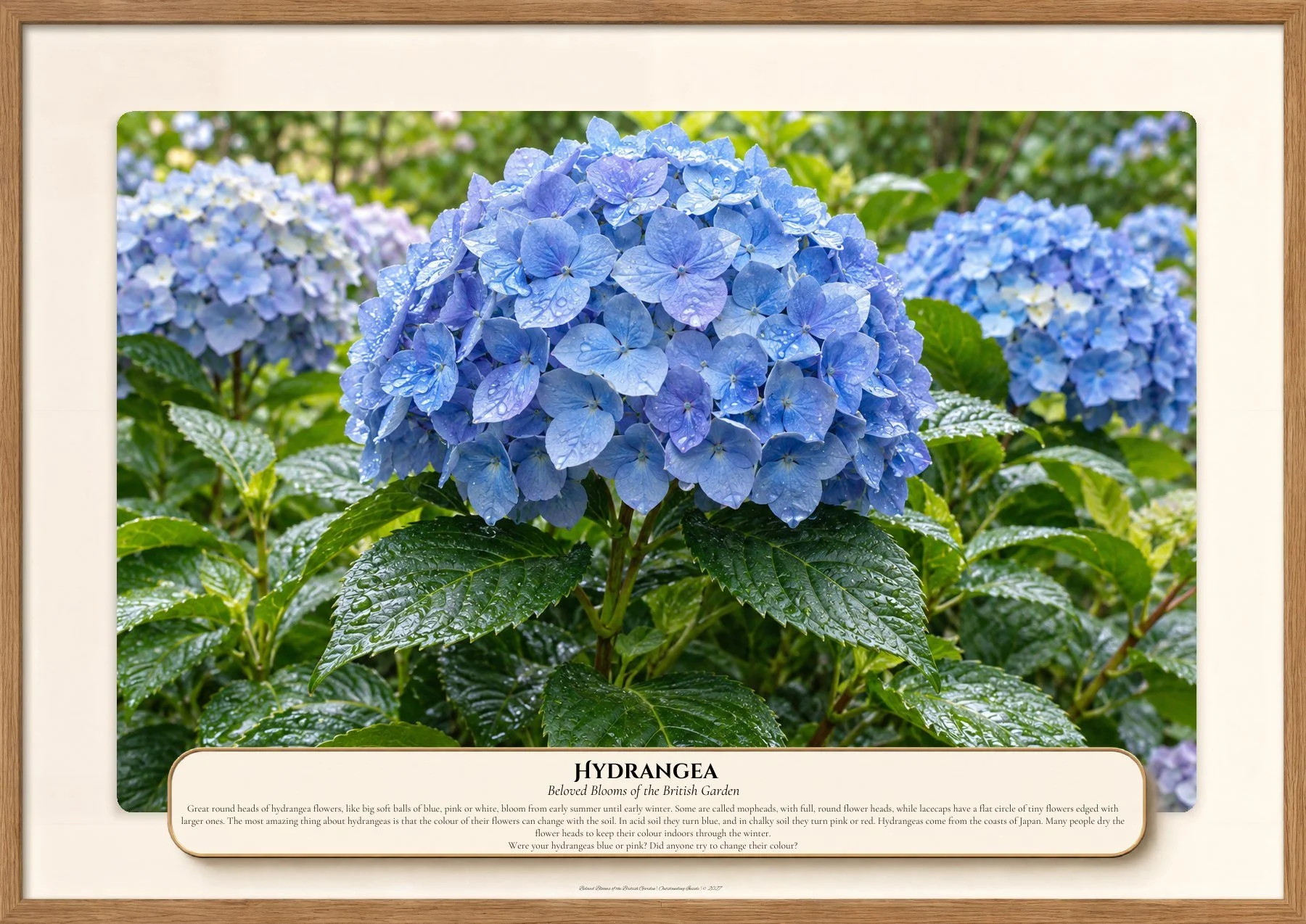 Hydrangea, Beloved Blooms of the British Garden, Outstanding Inside