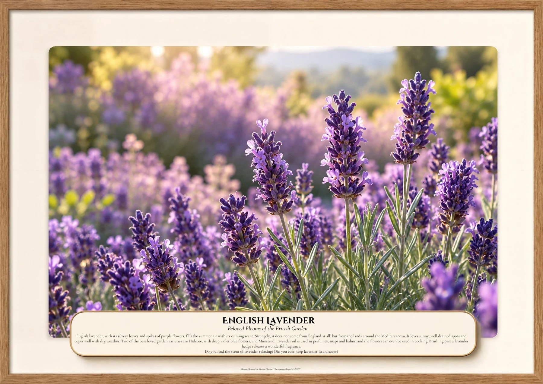 English Lavender, Beloved Blooms of the British Garden, Outstanding Inside