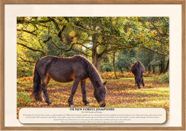 038 The New Forest, Hampshire.png