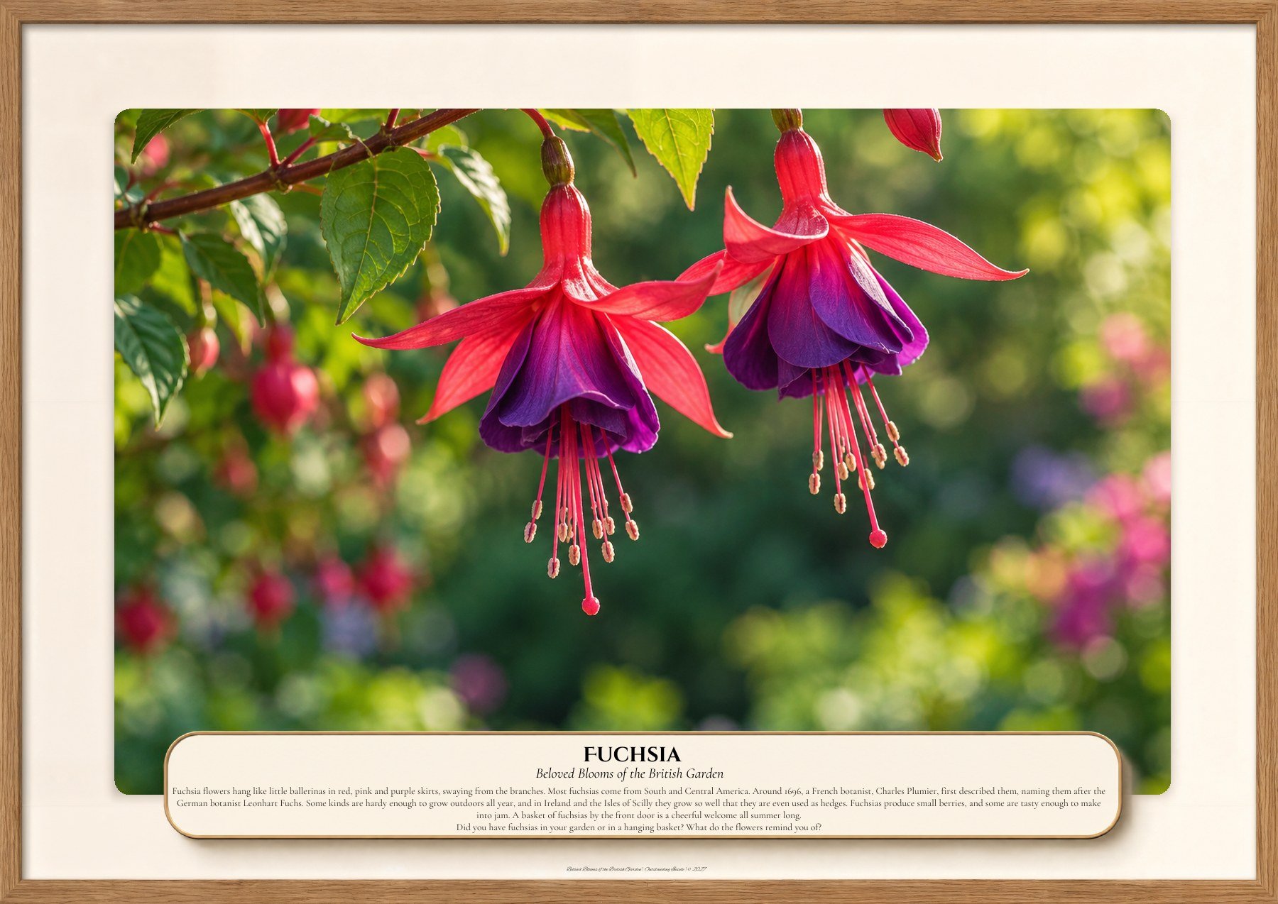 Fuchsia, Beloved Blooms of the British Garden, Outstanding Inside
