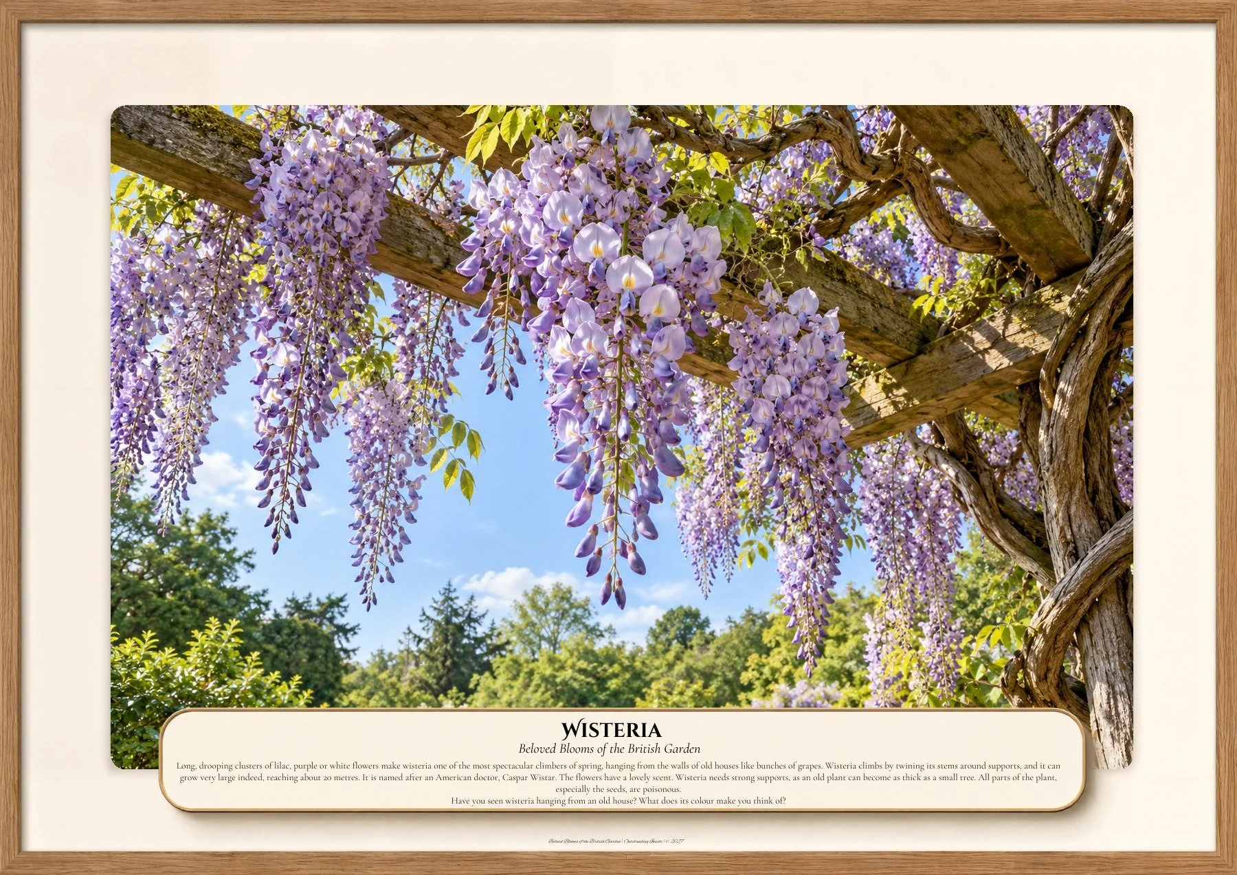 Wisteria, Beloved Blooms of the British Garden, Outstanding Inside