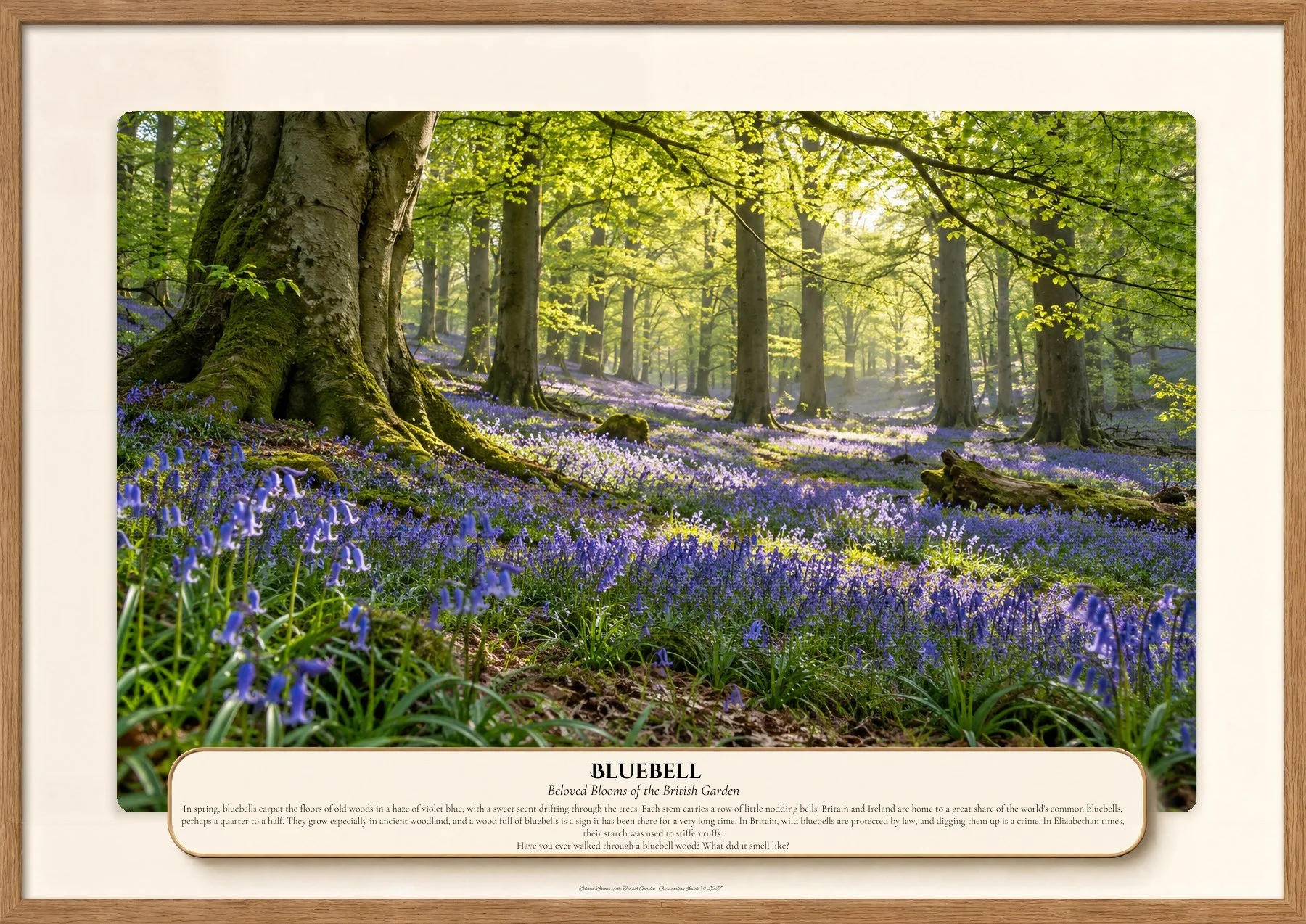Bluebell, Beloved Blooms of the British Garden, Outstanding Inside