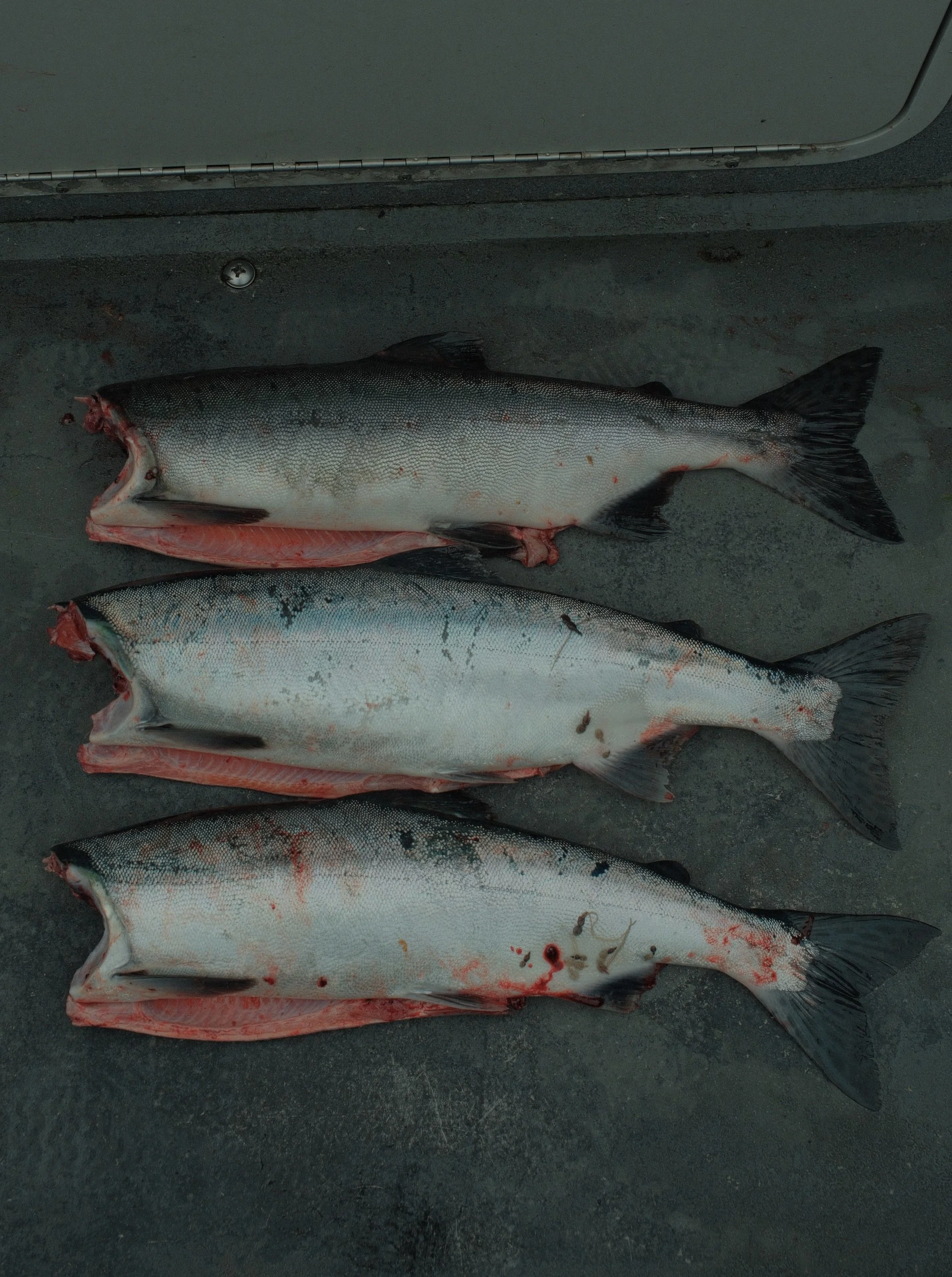 DSCF1090.jpg