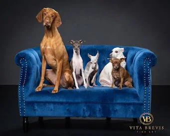 A group of five animals, including a large brown dog and four cats, sitting on a blue velvet sofa with a dark background.