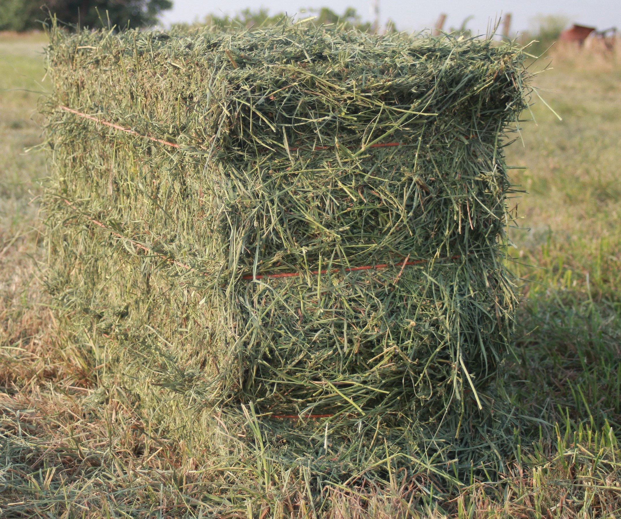 Hay - Alfalfa, Square Bale