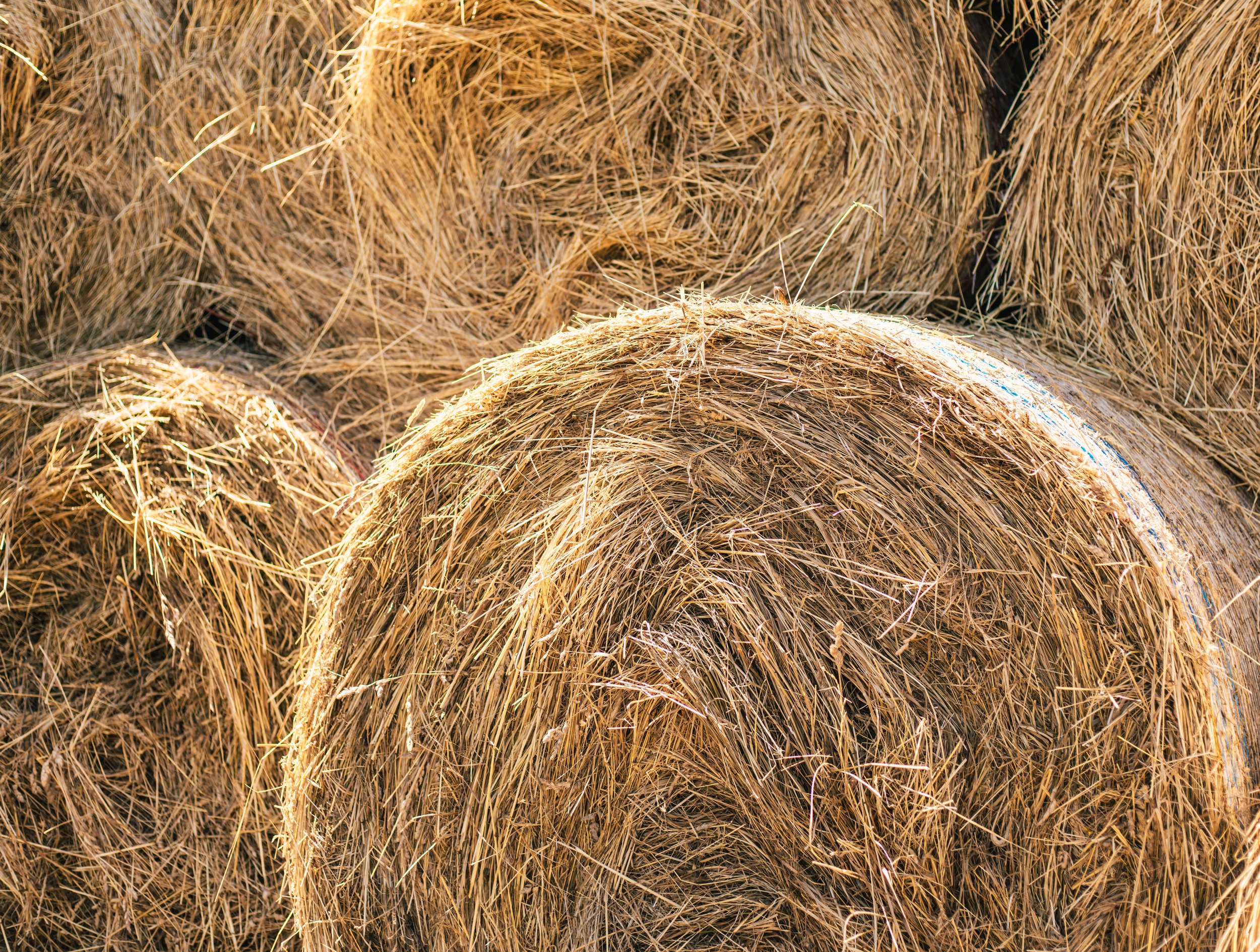 Hay - Wheat, Round Bale