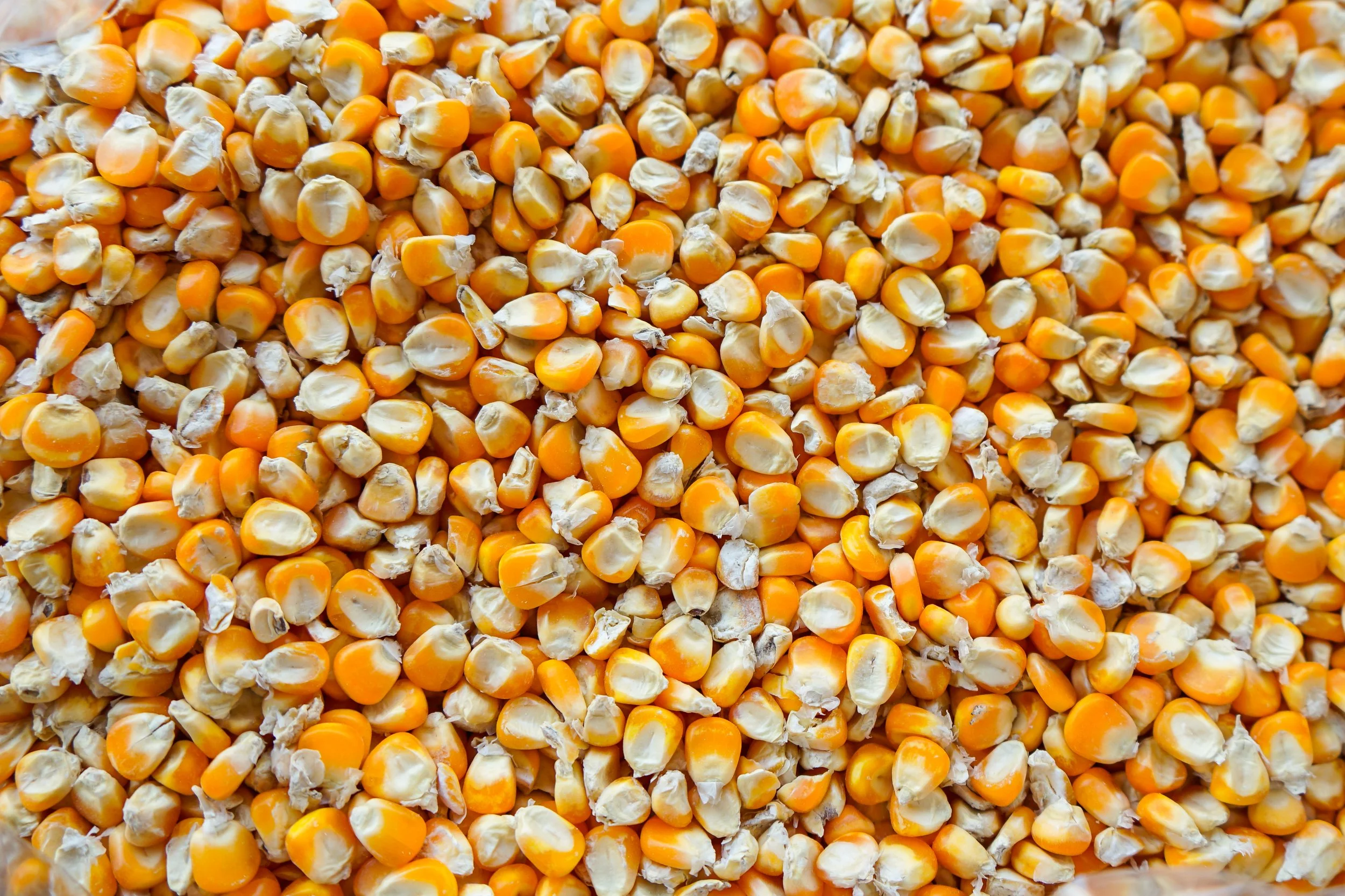 Corn, Bag