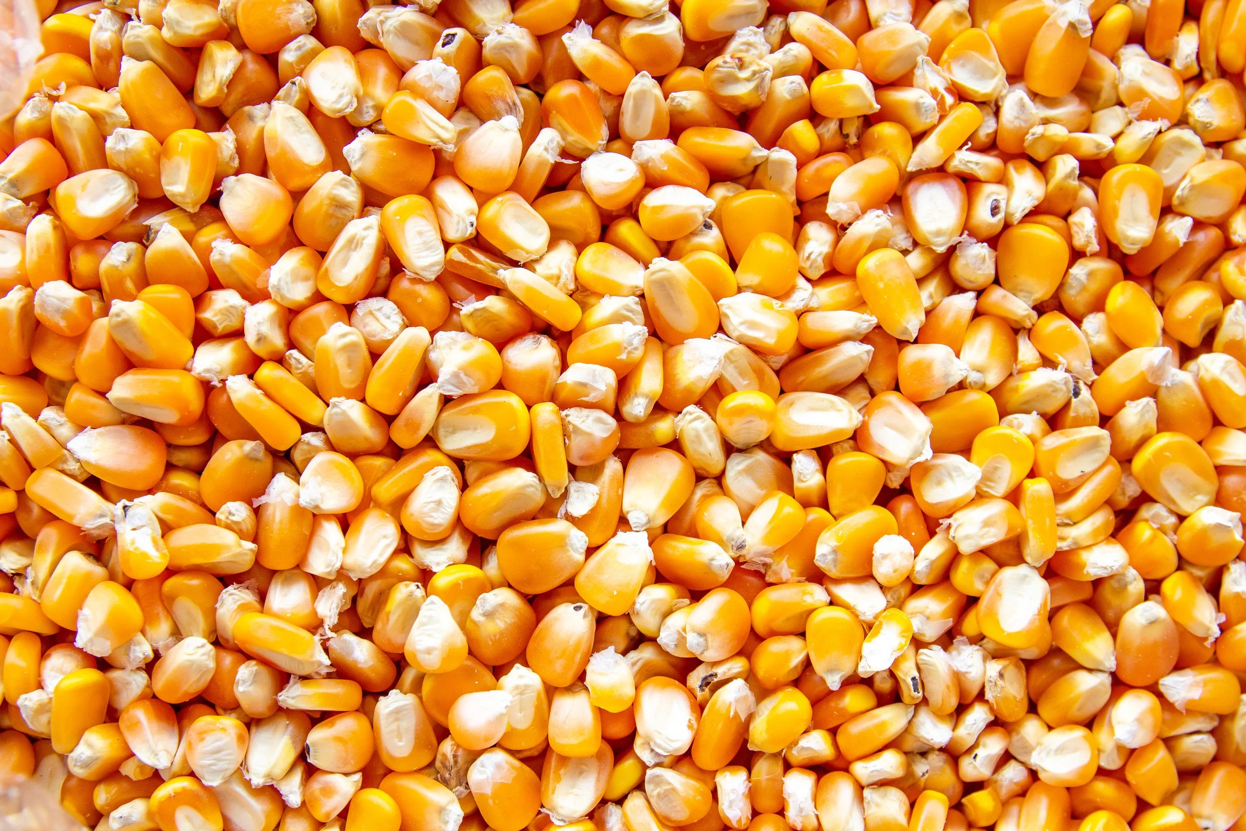 upclose image of corn seed