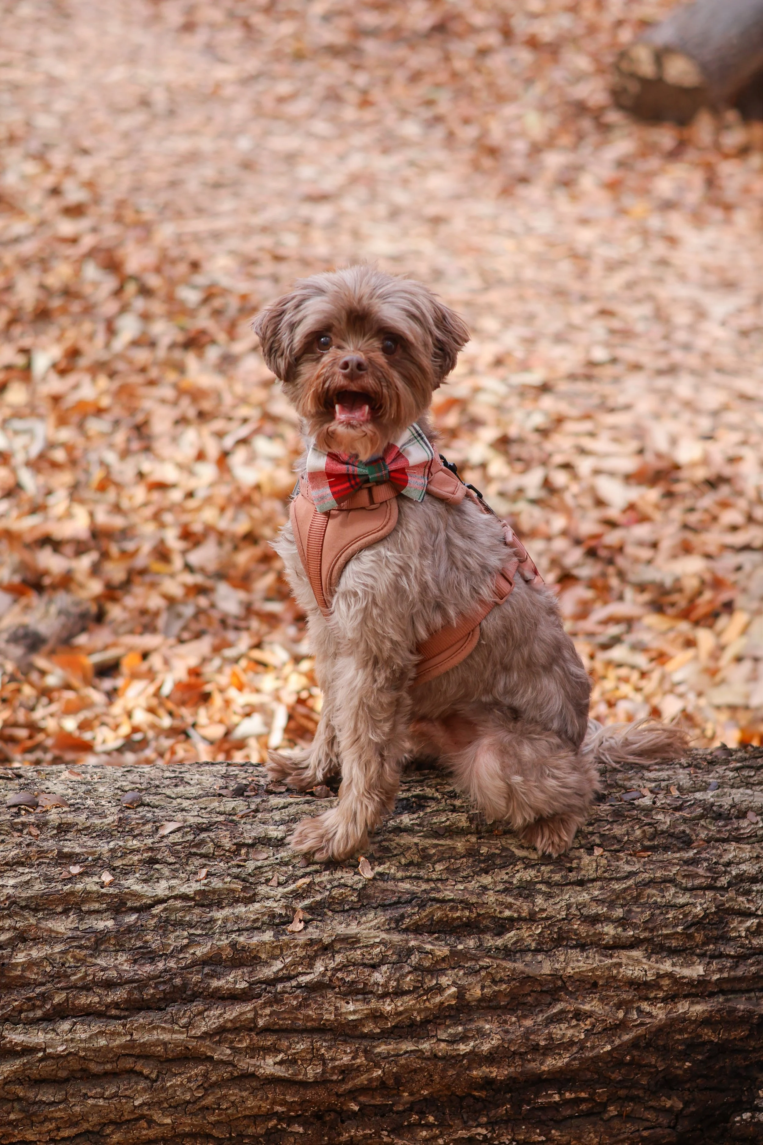 A small brown dog with a plaid bowtie and a harness sitting on a fallen log in a forest with fallen autumn leaves.