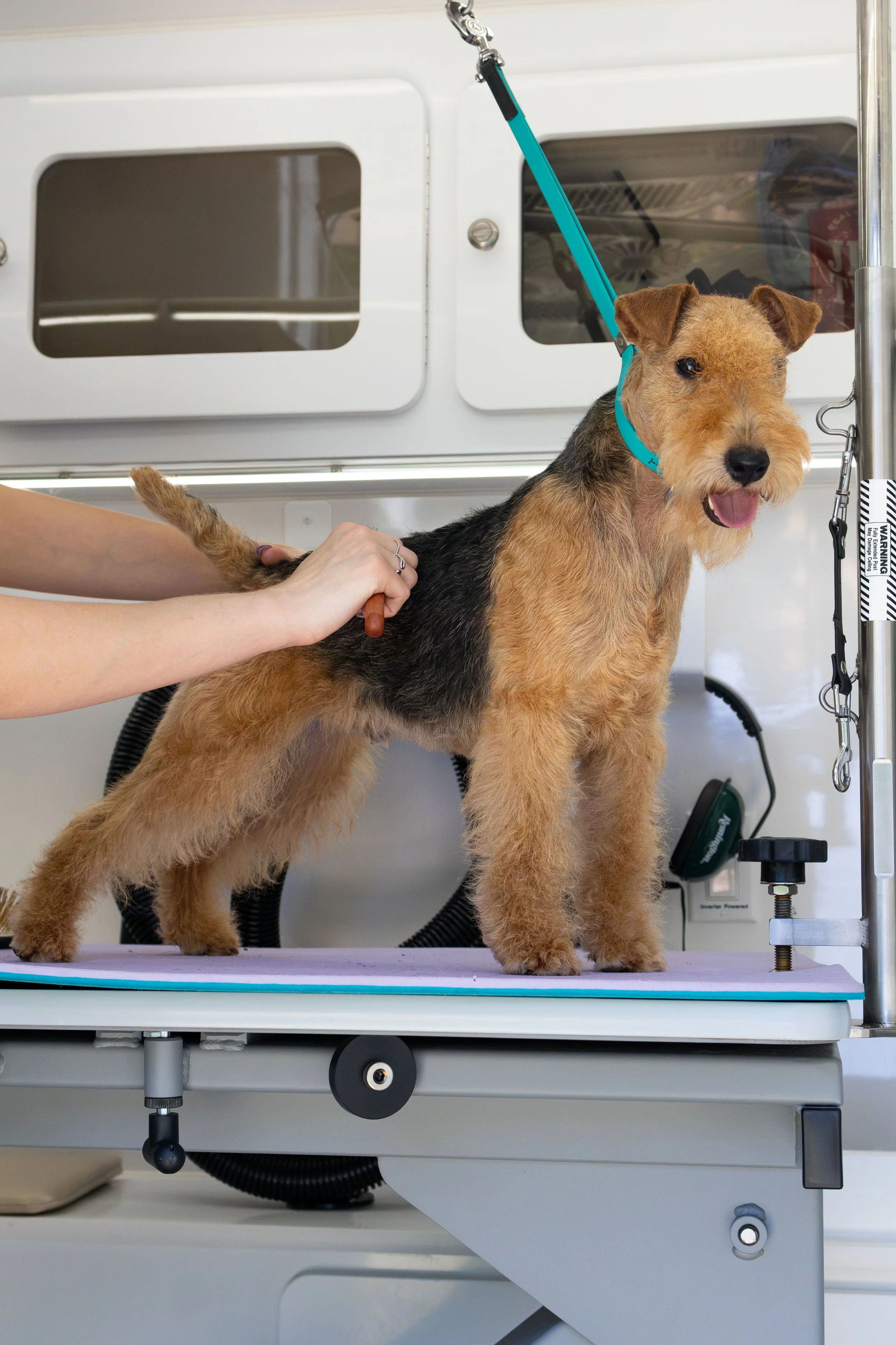 A dog, likely a terrier, is standing on a grooming table during a grooming session. A person is brushing the dog’s side, and the dog appears calm with its tongue slightly out. The dog is wearing a blue collar and leash, and the background shows groom
