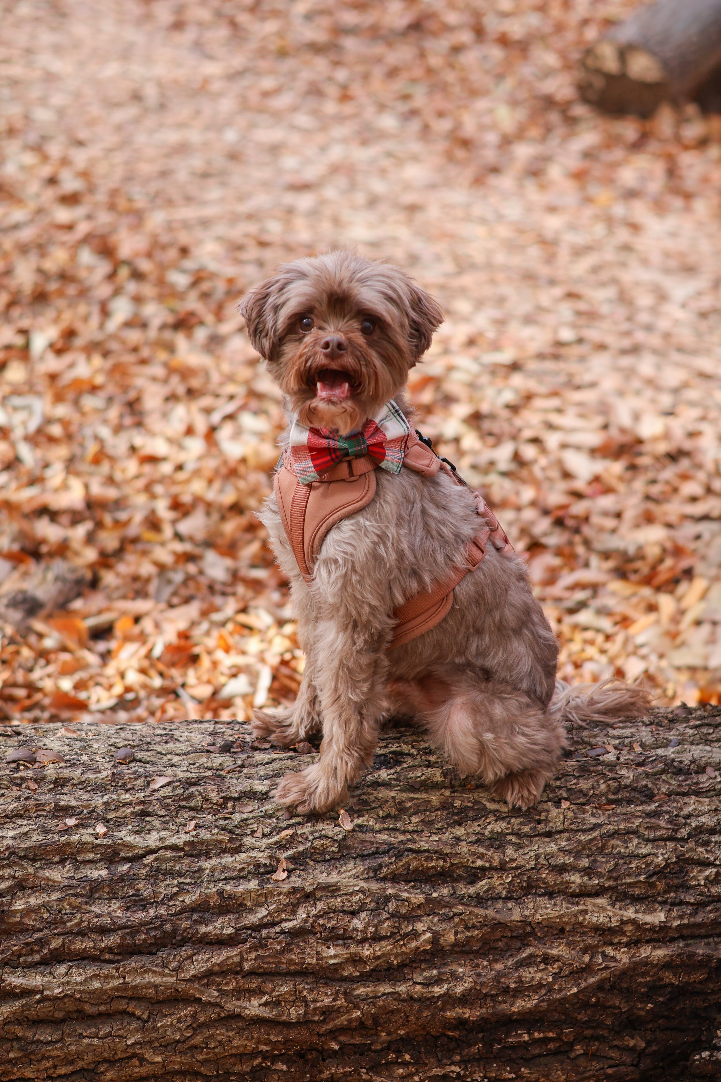 A small brown dog with fluffy fur, wearing a red and green plaid bow tie and a brown harness, sitting on a log in a forest with fallen autumn leaves.