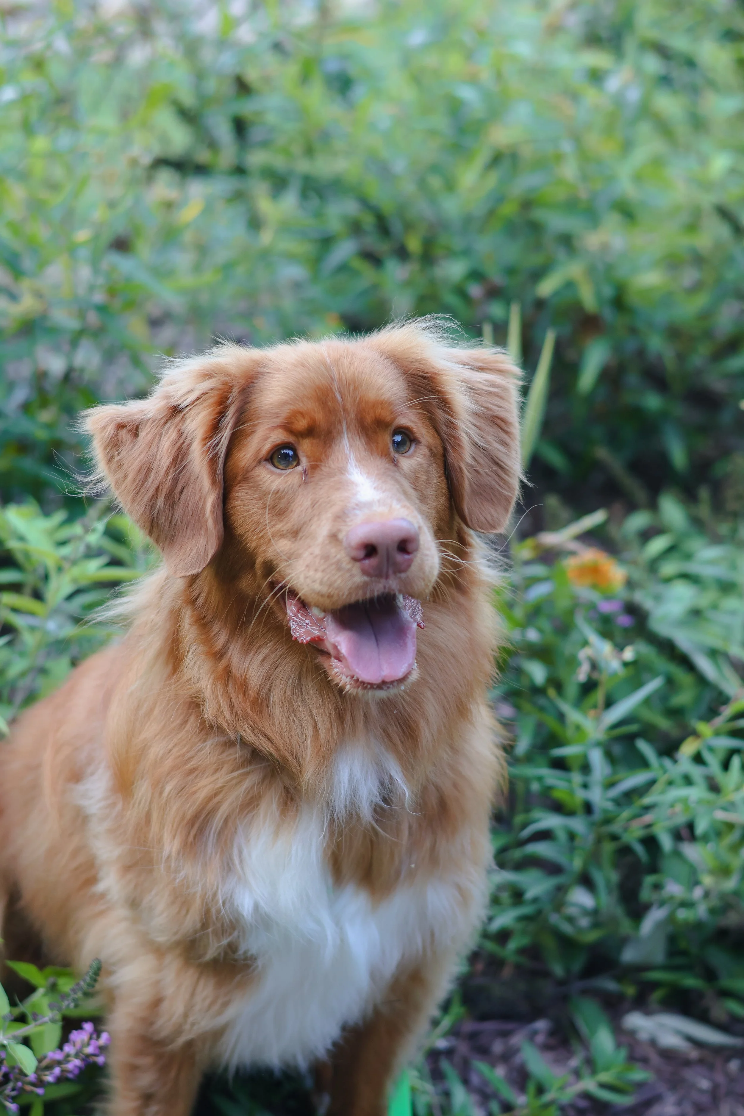 A brown and white dog with floppy ears and open mouth, standing outdoors among green plants and purple flowers.