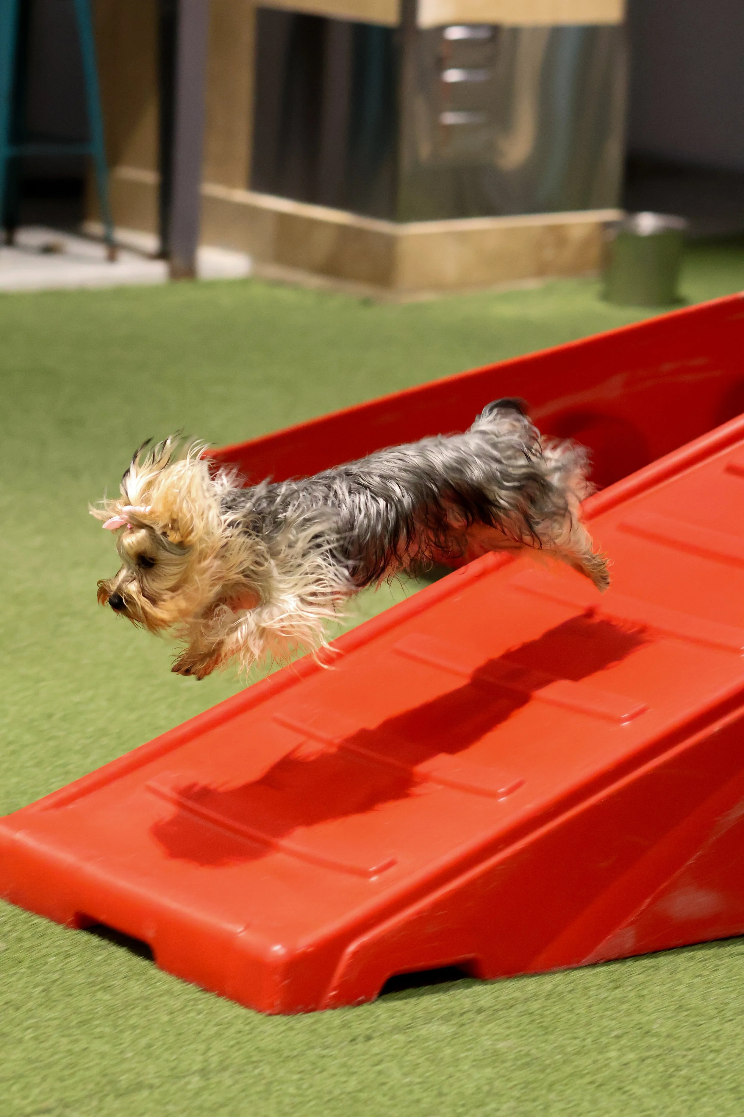 Small dog with long, wet fur running down a red plastic slide in an indoor play area with green flooring and a background of black and brown furniture.