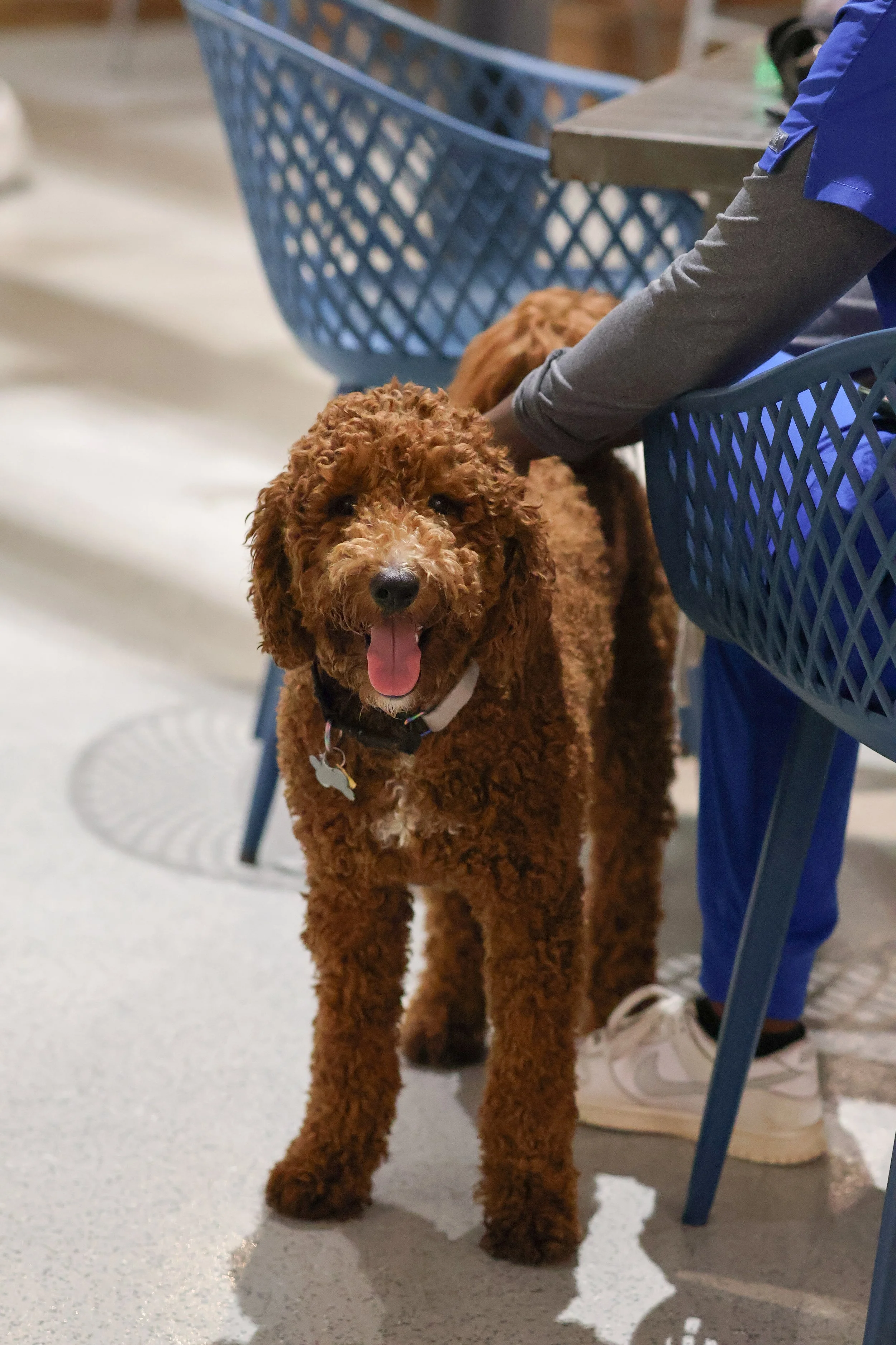A brown, curly-haired dog with a collar standing on a light-colored floor, smiling with its tongue out, next to a person wearing blue jeans and gray shoes.