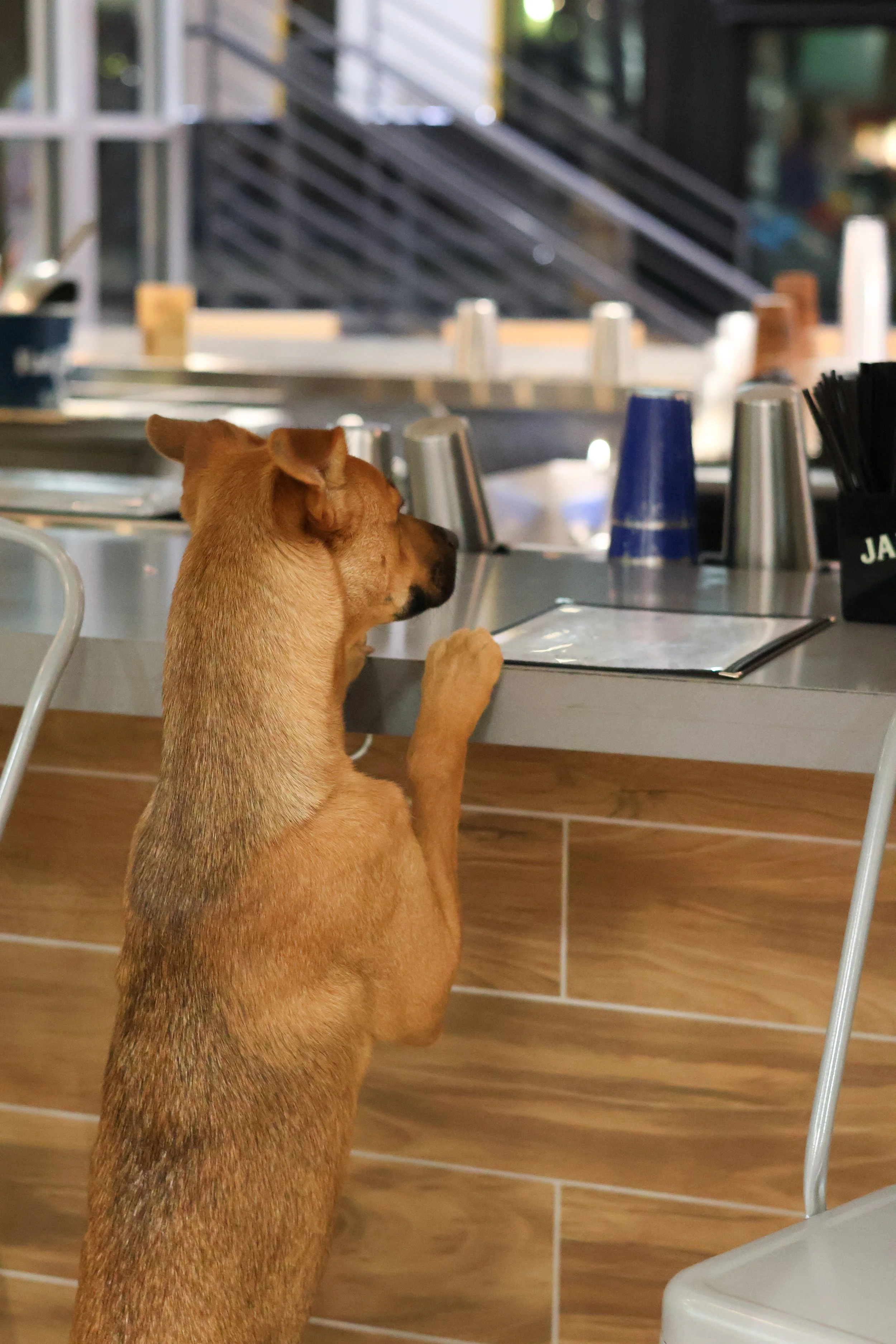 A brown dog standing on its hind legs at a counter in a restaurant or cafe, looking at a menu or a screen, with various plastic cups on the counter and a blurred background of shelves and other objects.