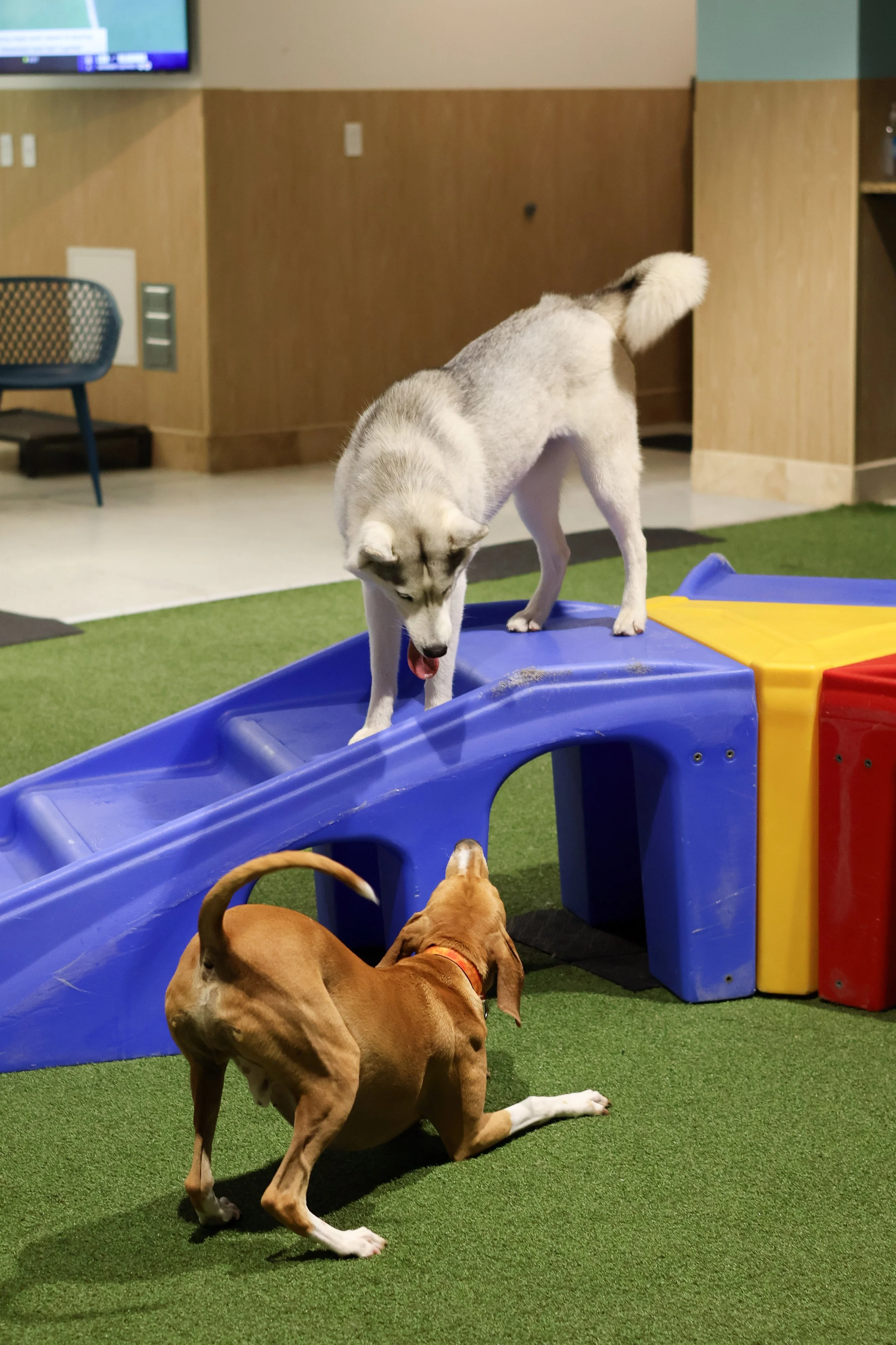 Two dogs playing indoors on green artificial turf near a plastic slide. One dog, a husky, is standing on the slide, licking its nose. The other dog, a brown and white mixed breed, is lying on the ground facing away from the camera. In the background,