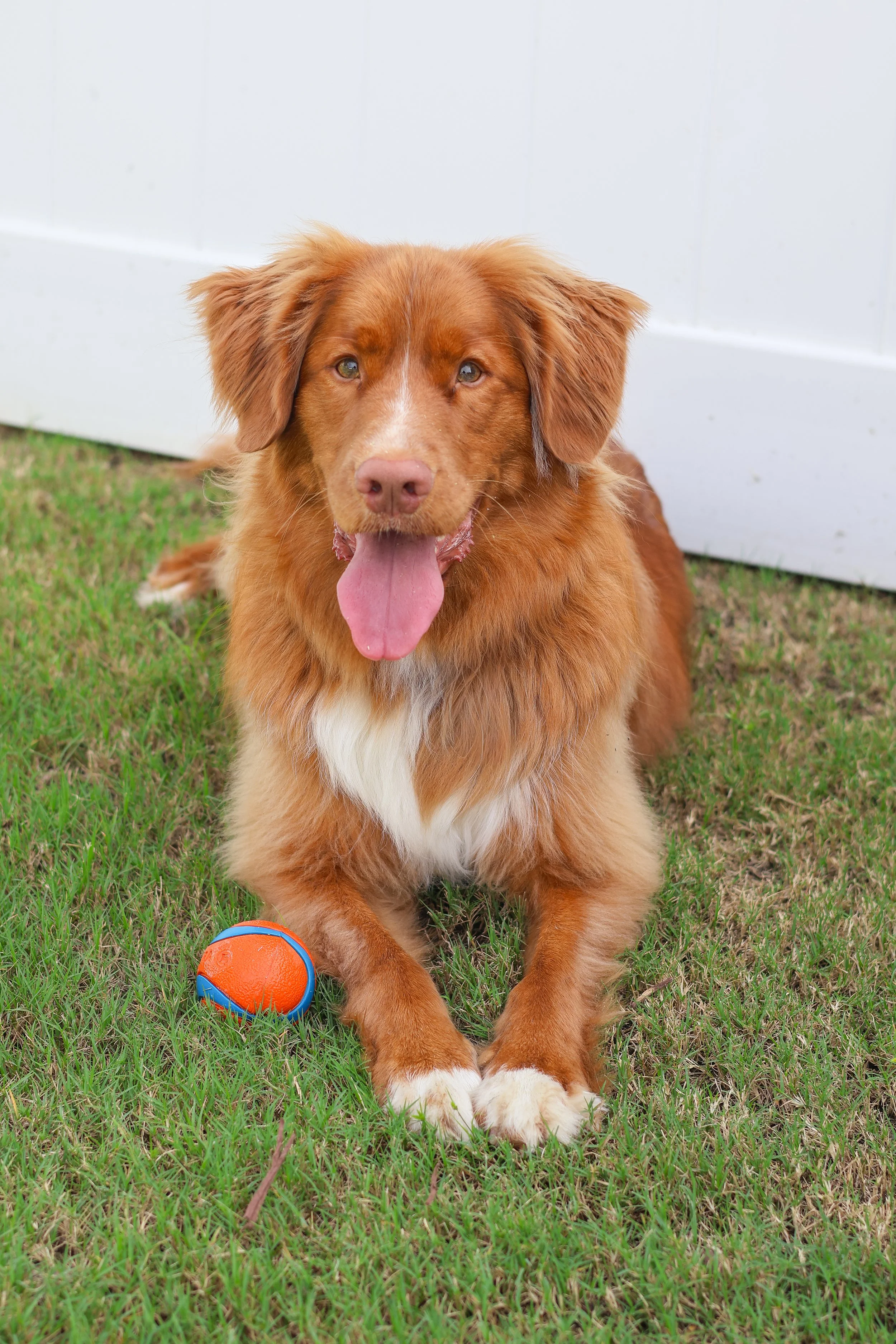 A brown dog with floppy ears lying on green grass next to an orange and blue ball, in front of a white fence.