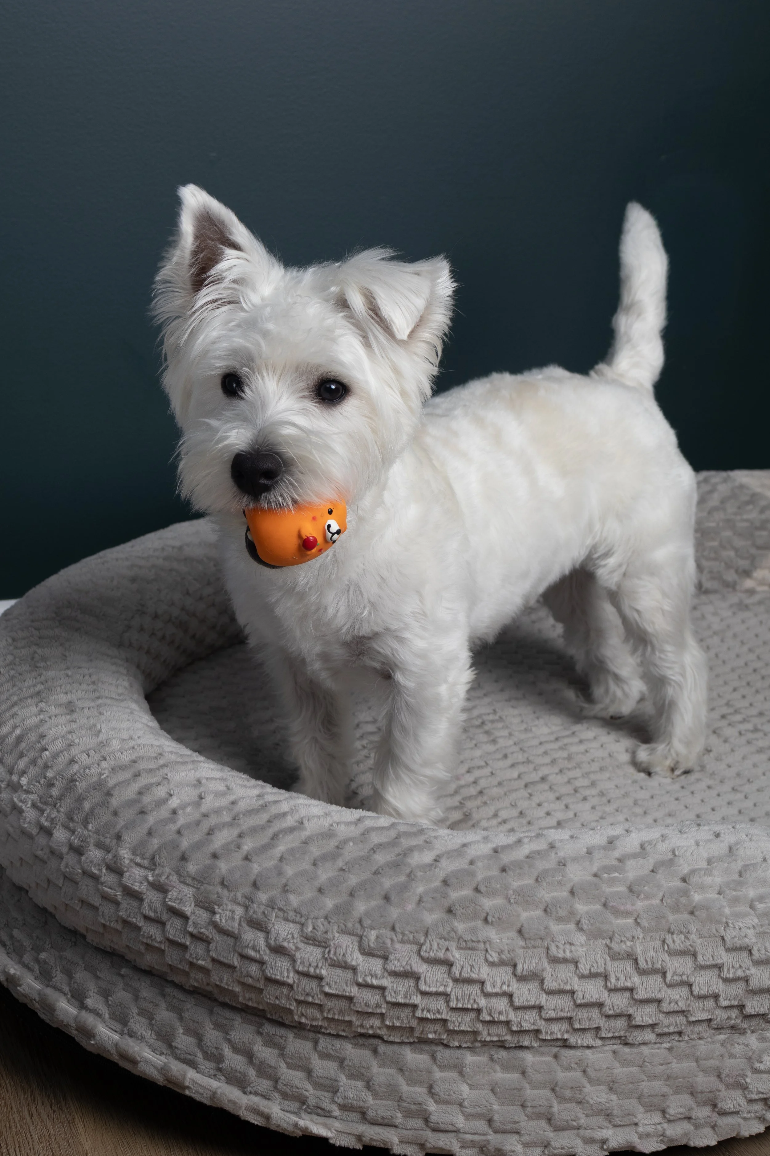 A small white dog with fluffy fur and dark eyes standing on a textured, oval-shaped pet bed with a bone-shaped toy in its mouth.