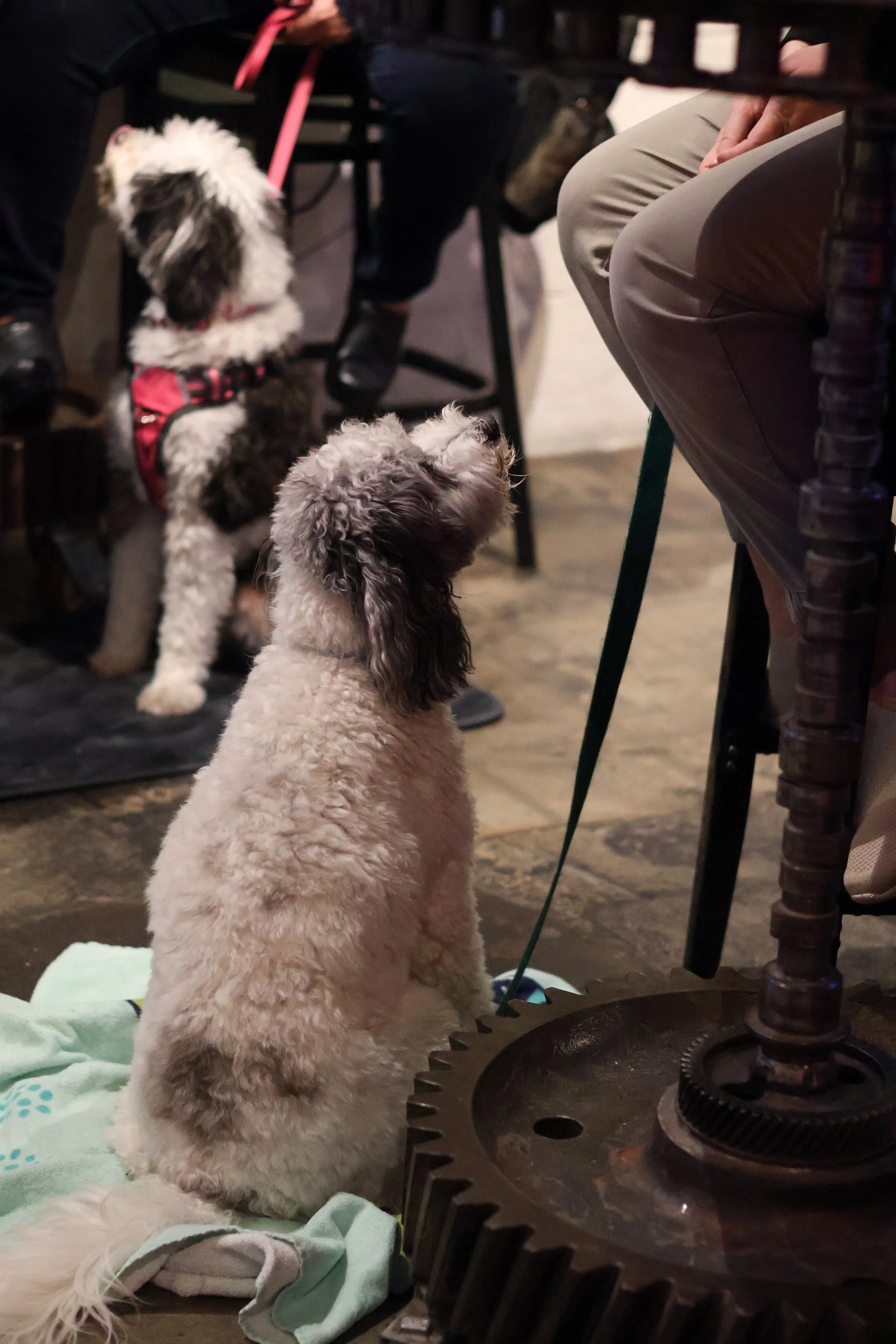 A fluffy white puppy sitting on a blanket with its back to the camera, looking up at a person sitting nearby. The person is wearing beige pants and a black shirt. Two other dogs, a larger black and white dog in a red harness and a smaller curly-haire