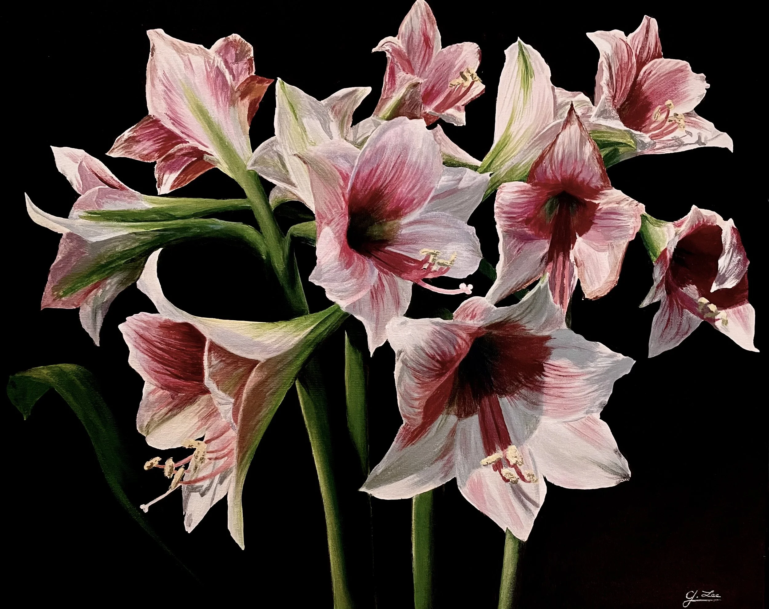 Close-up image of pink and white amaryllis flowers with green stems against a black background.