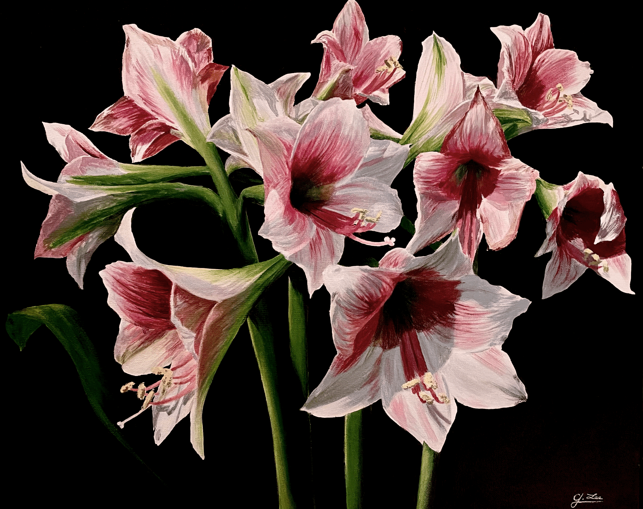 Amaryllises Flowers Original