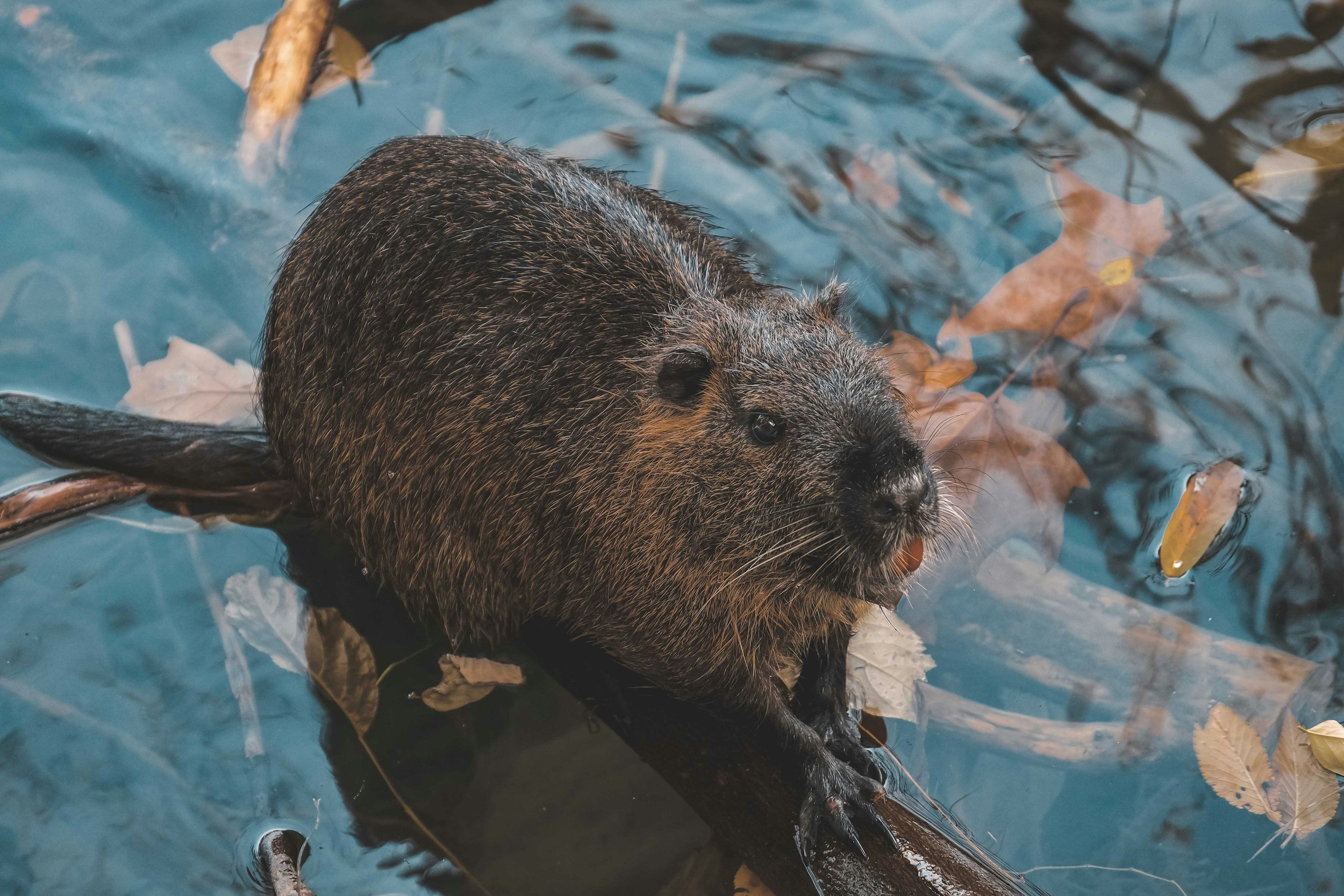 a cute beaver.