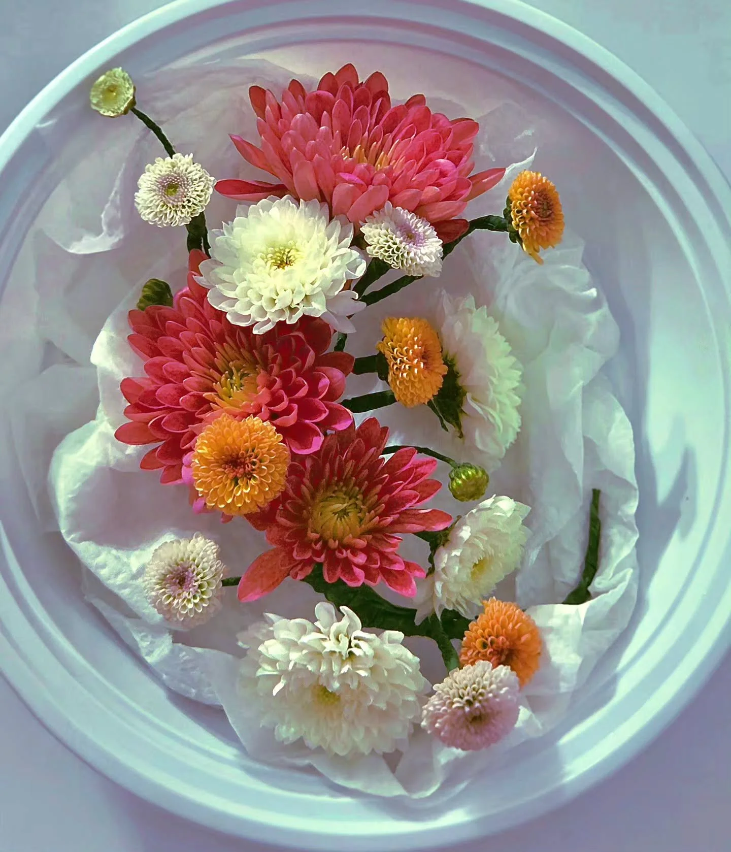 Overnight in the hydration chamber is..🤔
Niche personals made with just mums 🌿
.
.
.
서늘 : zephyr
.
.
.
#neul_zephyr #florist #floraldesigner #openforwork #newjersey