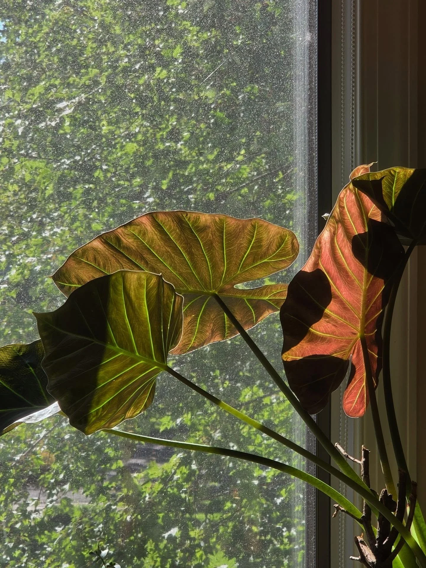 Finding the simple things that make me happy
My alocasia came so far 😌✨