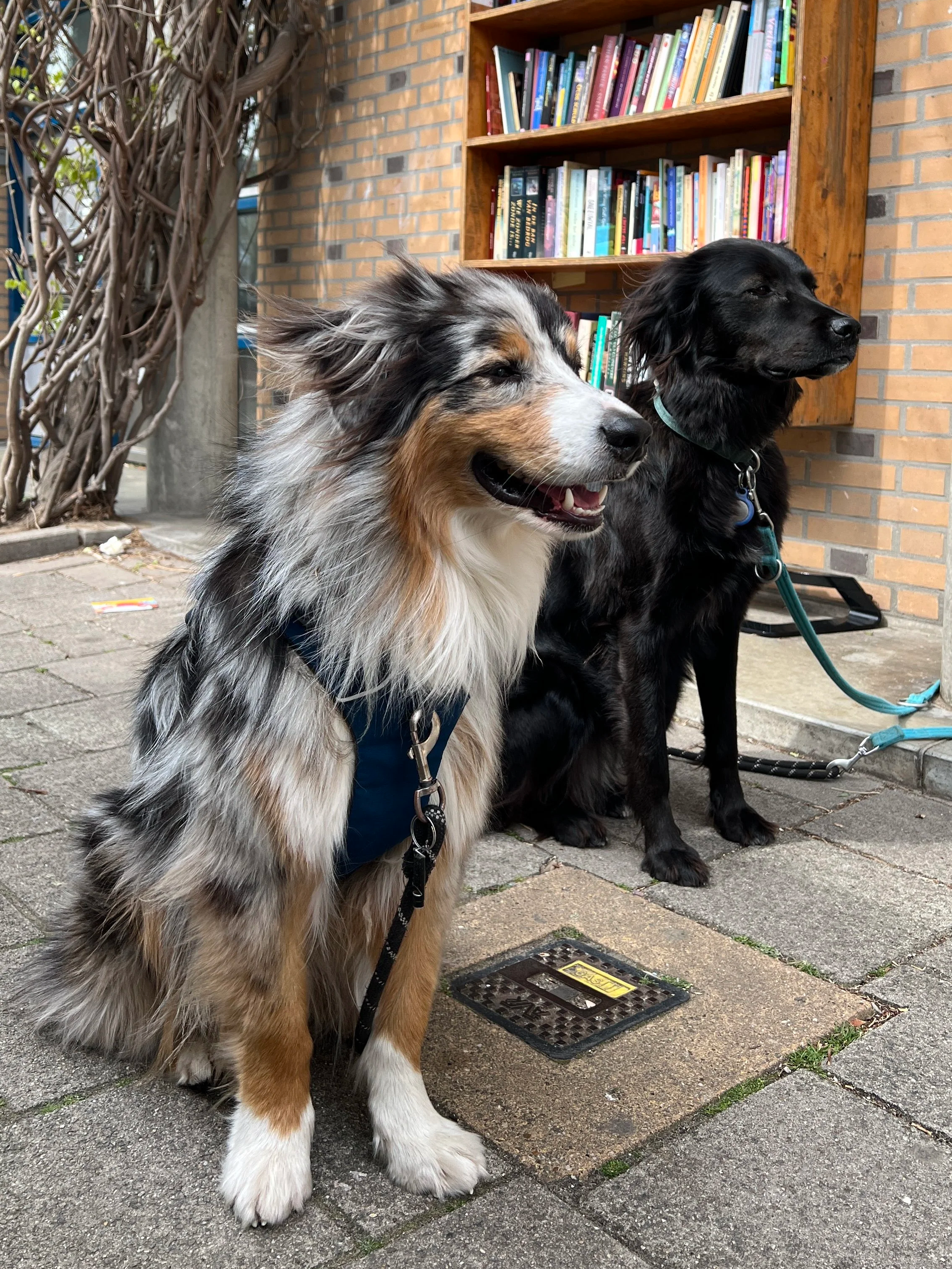 Two dogs on leashes sitting on a sidewalk in front of a brick building with a wooden bookshelf displaying books. One is an Australian Shepherd with a multicolored coat, the other is a black Greek rescue.