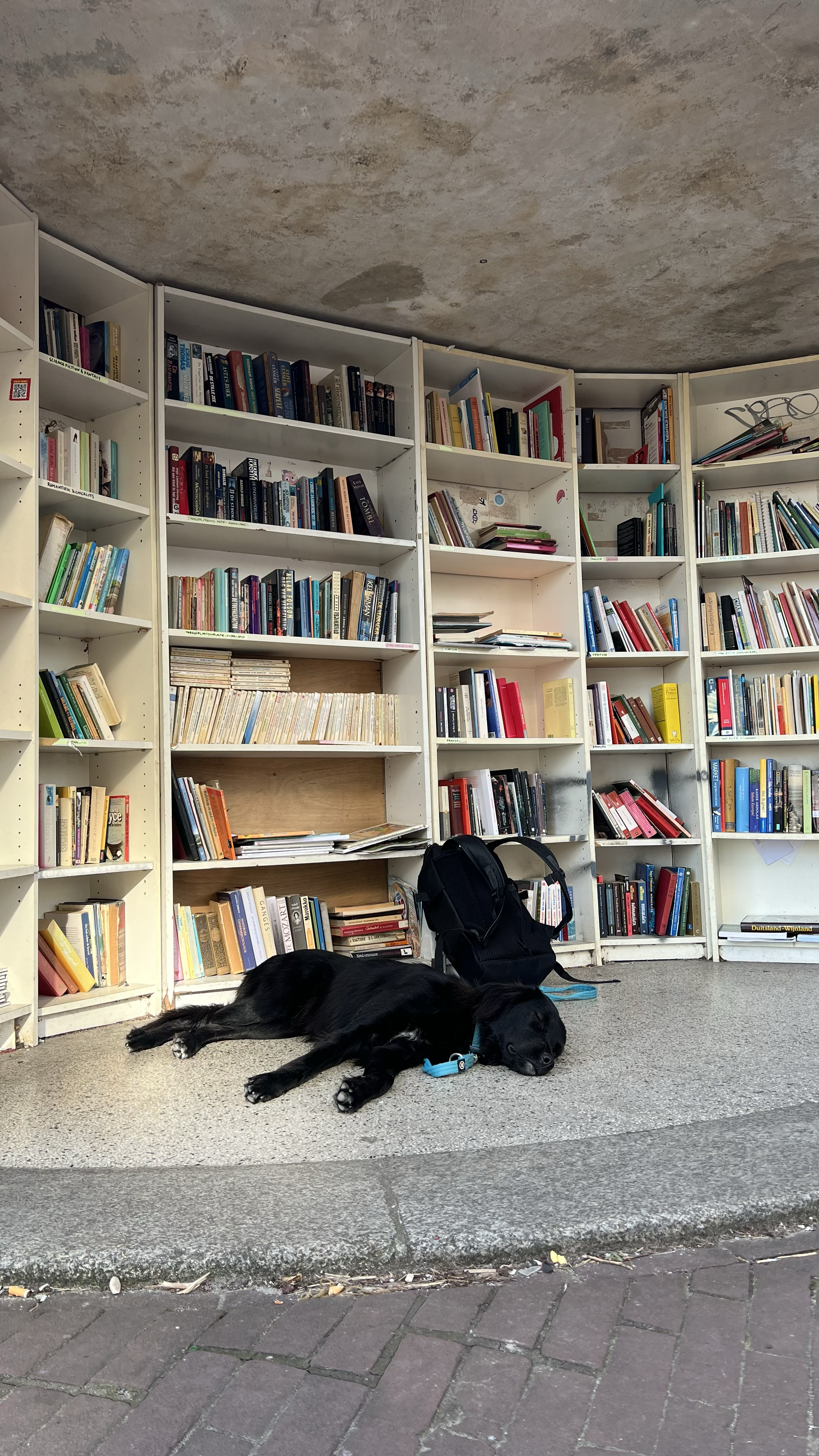 A black dog with a blue collar lying on the ground in front of white bookshelves filled with books. A black backpack is placed beside the dog, and the scene is outdoors with a concrete and brick sidewalk.