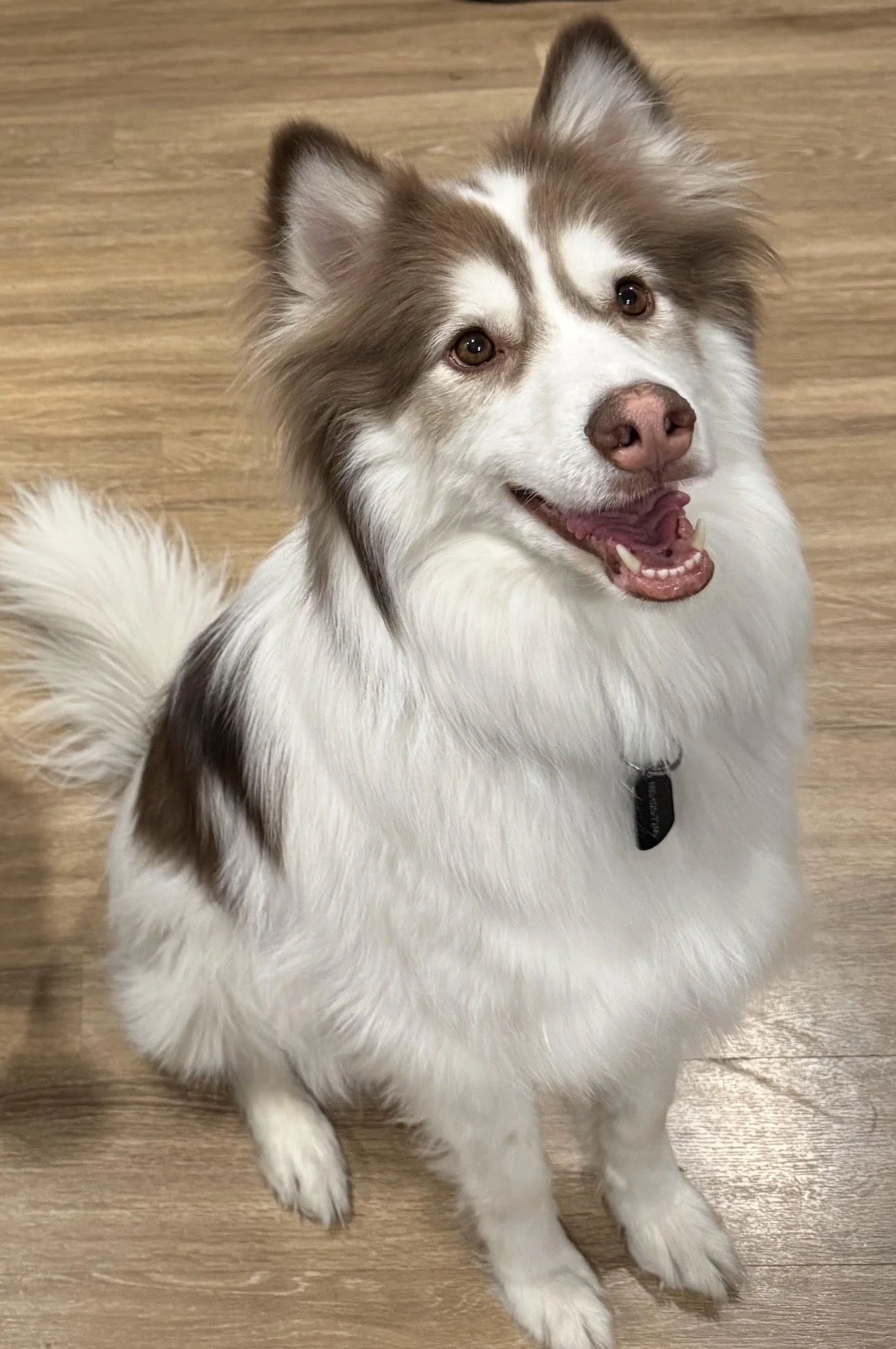 A happy Australian Shepherd dog sitting on a wooden floor, with a brown and white coat and expressive brown eyes.
