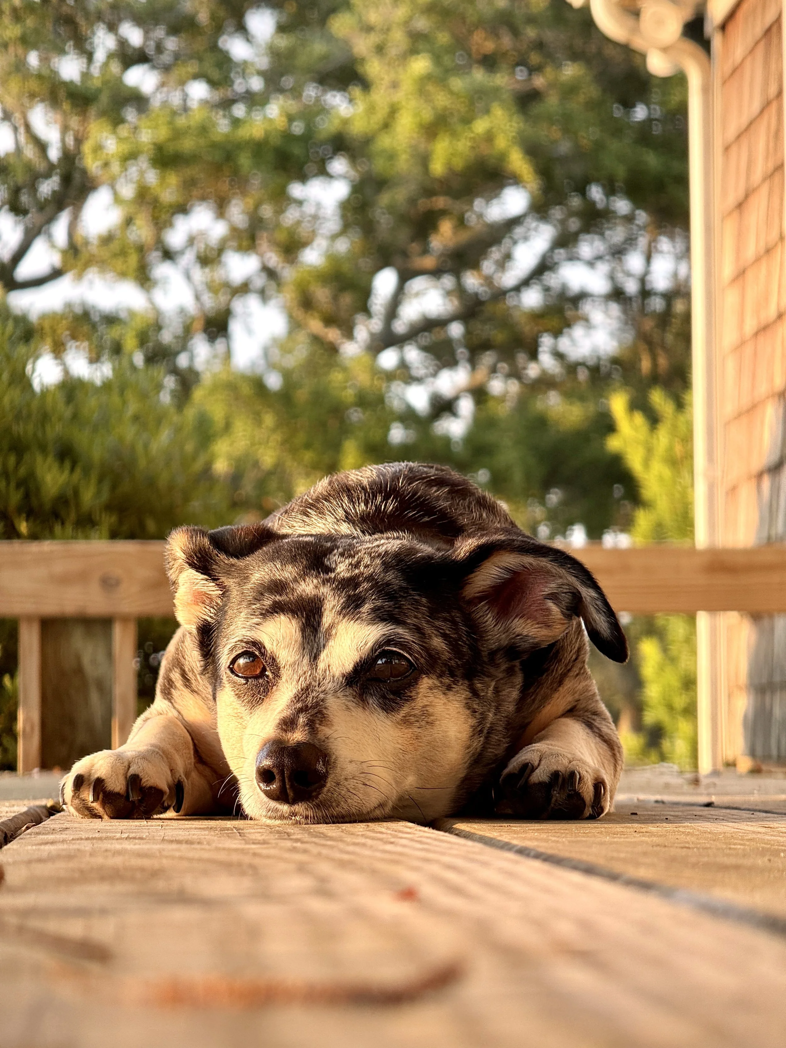 A puppy with a brindle coat lying on a wooden deck, looking directly at the camera with a relaxed expression, surrounded by greenery and trees in the background.