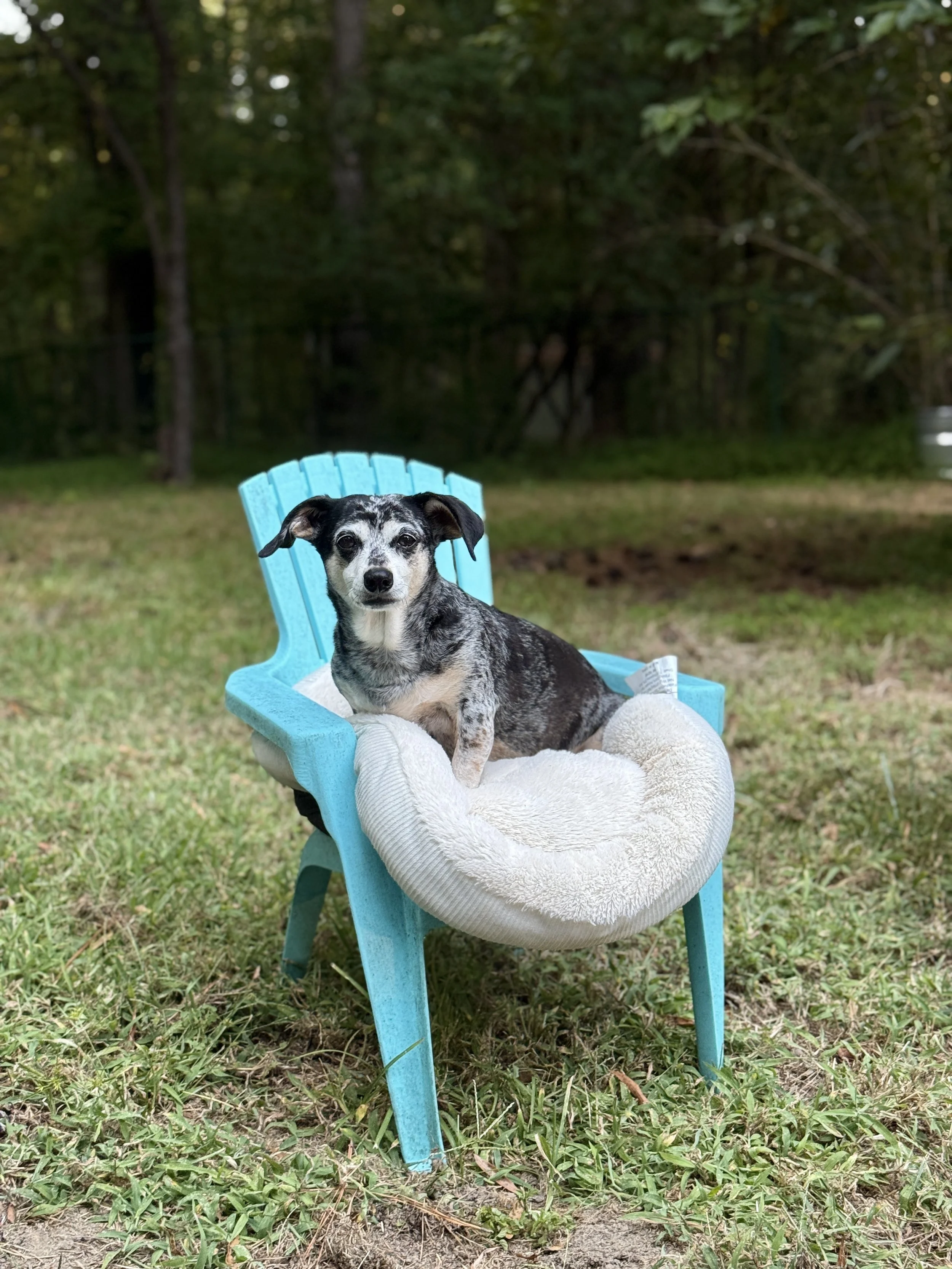 A small black and white dog with spots sitting on a cushioned chair outdoors in a grassy yard with trees in the background.