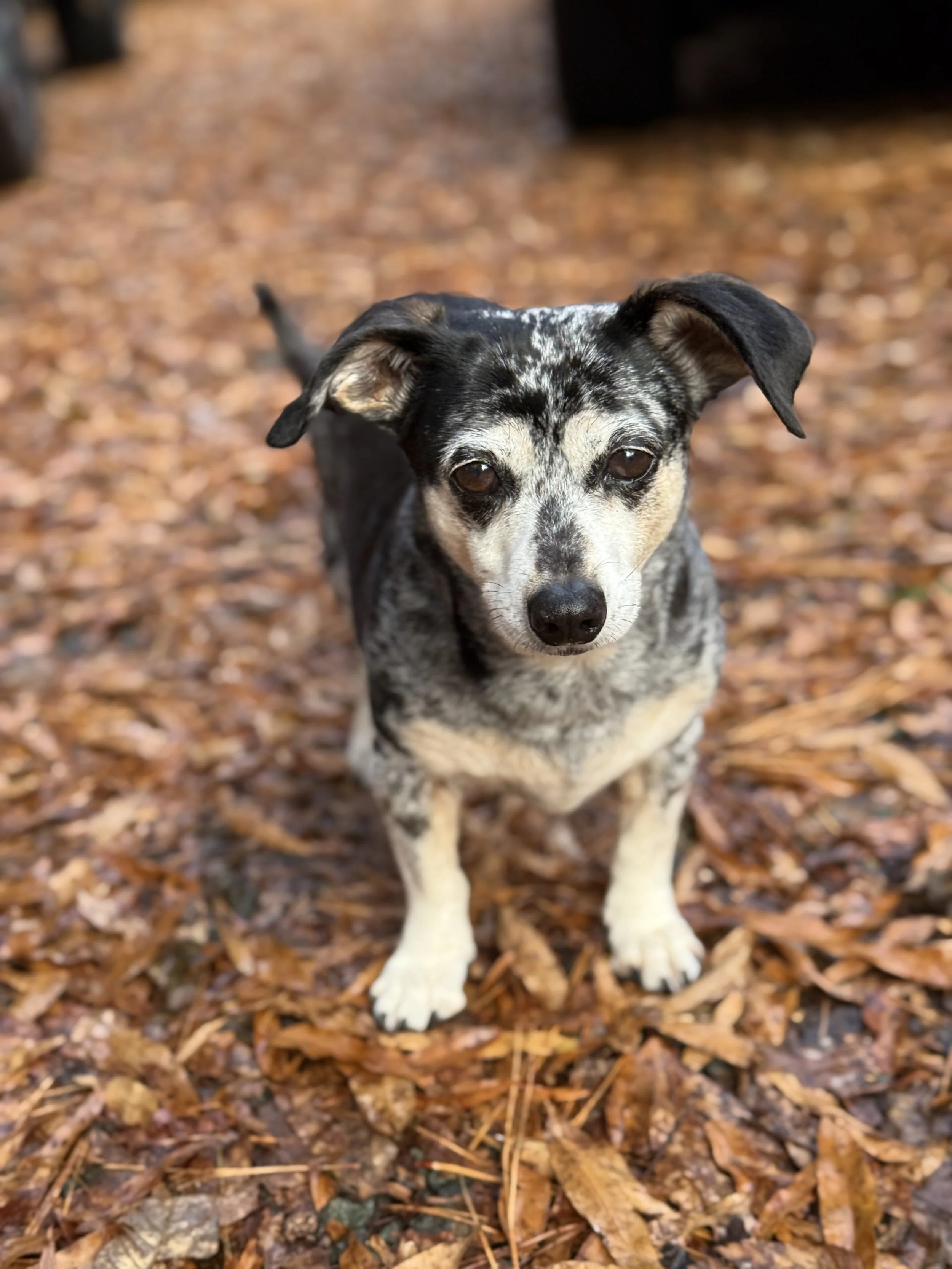A small dog with a black and white coat and brown eyes, standing on a bed of fallen autumn leaves.