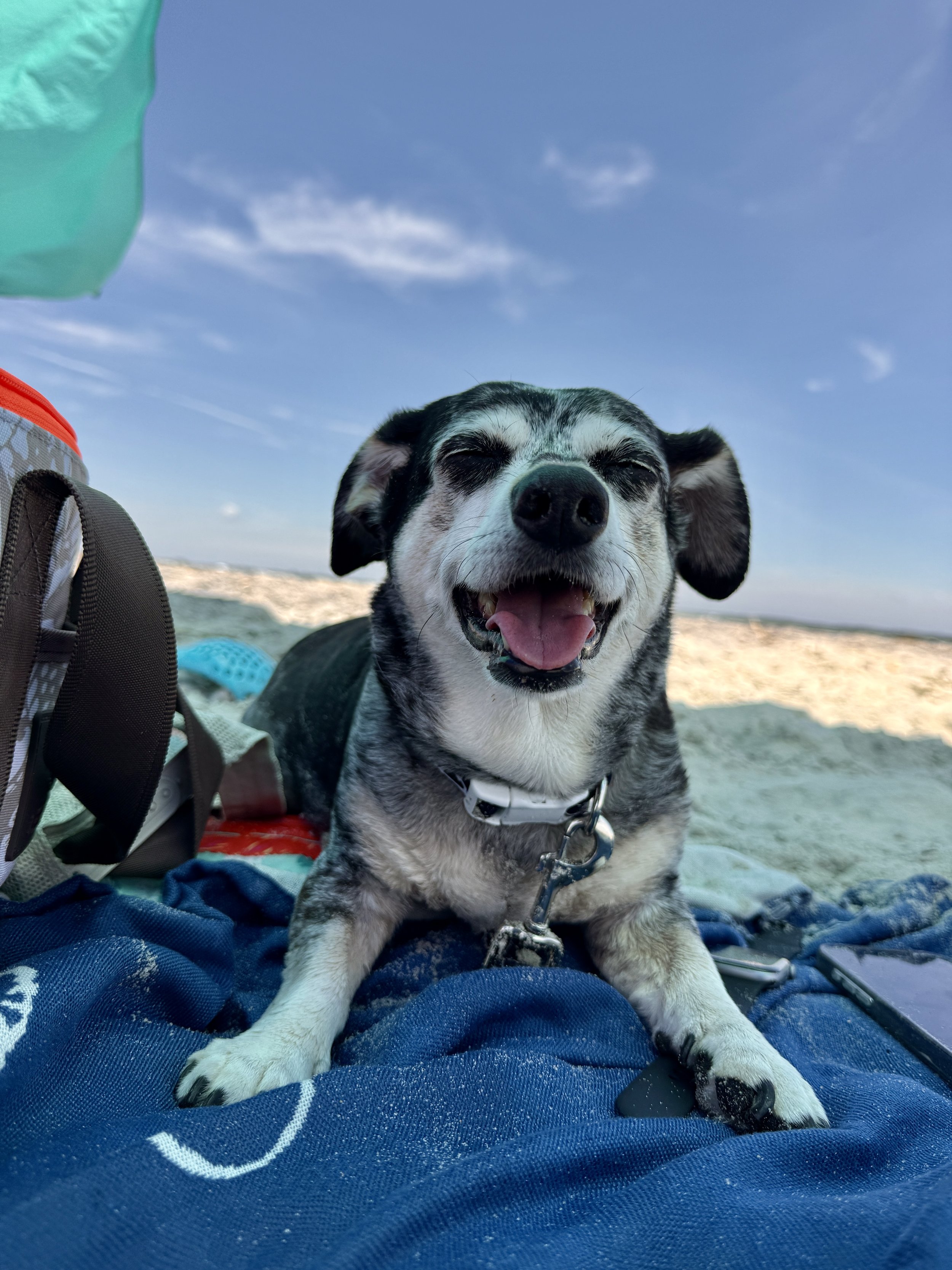 A smiling black and white dog with closed eyes, lying on a blue blanket on the beach, with a clear sky in the background.
