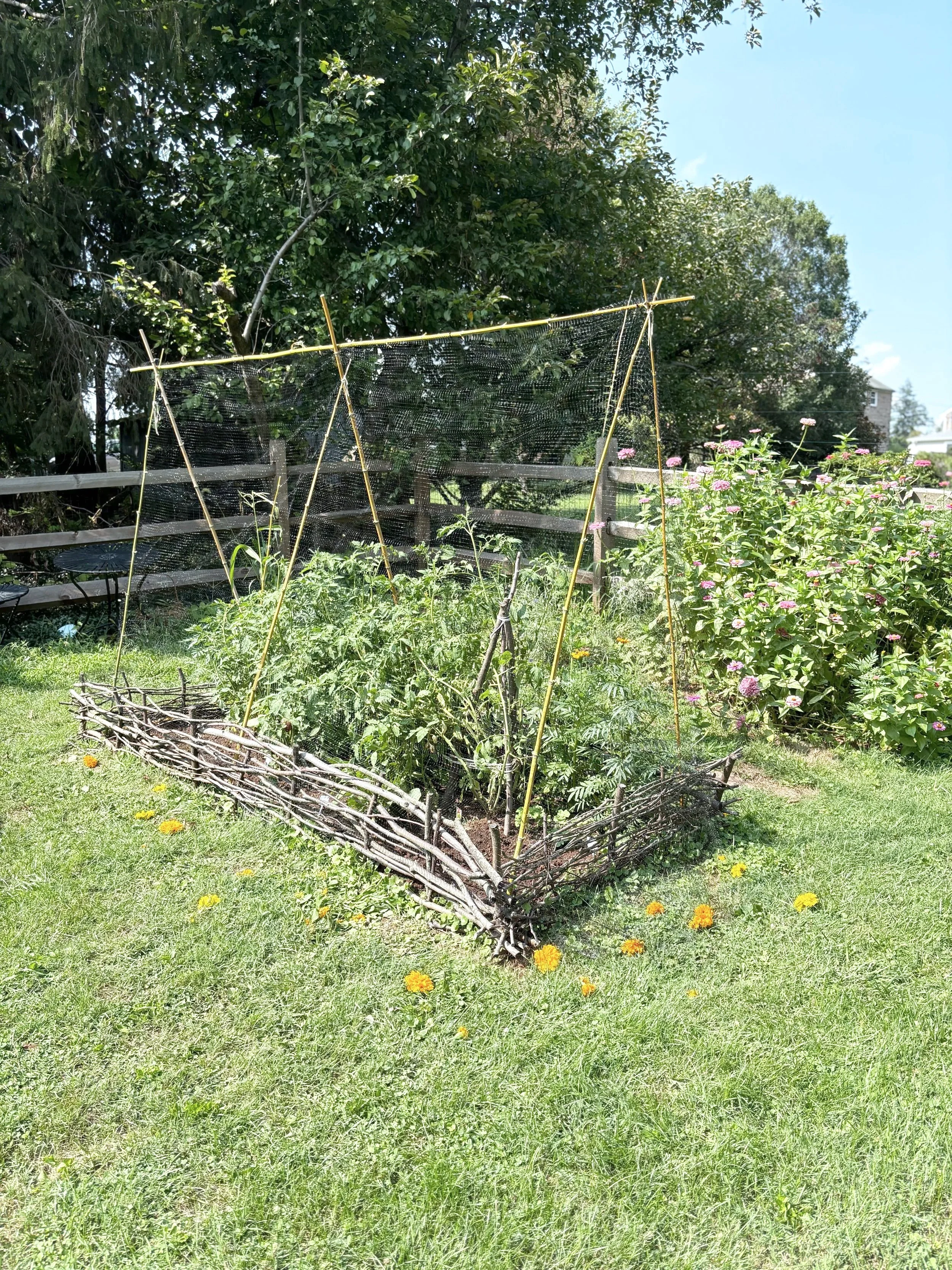 Saving My Summer Garden With Roadside Bamboo