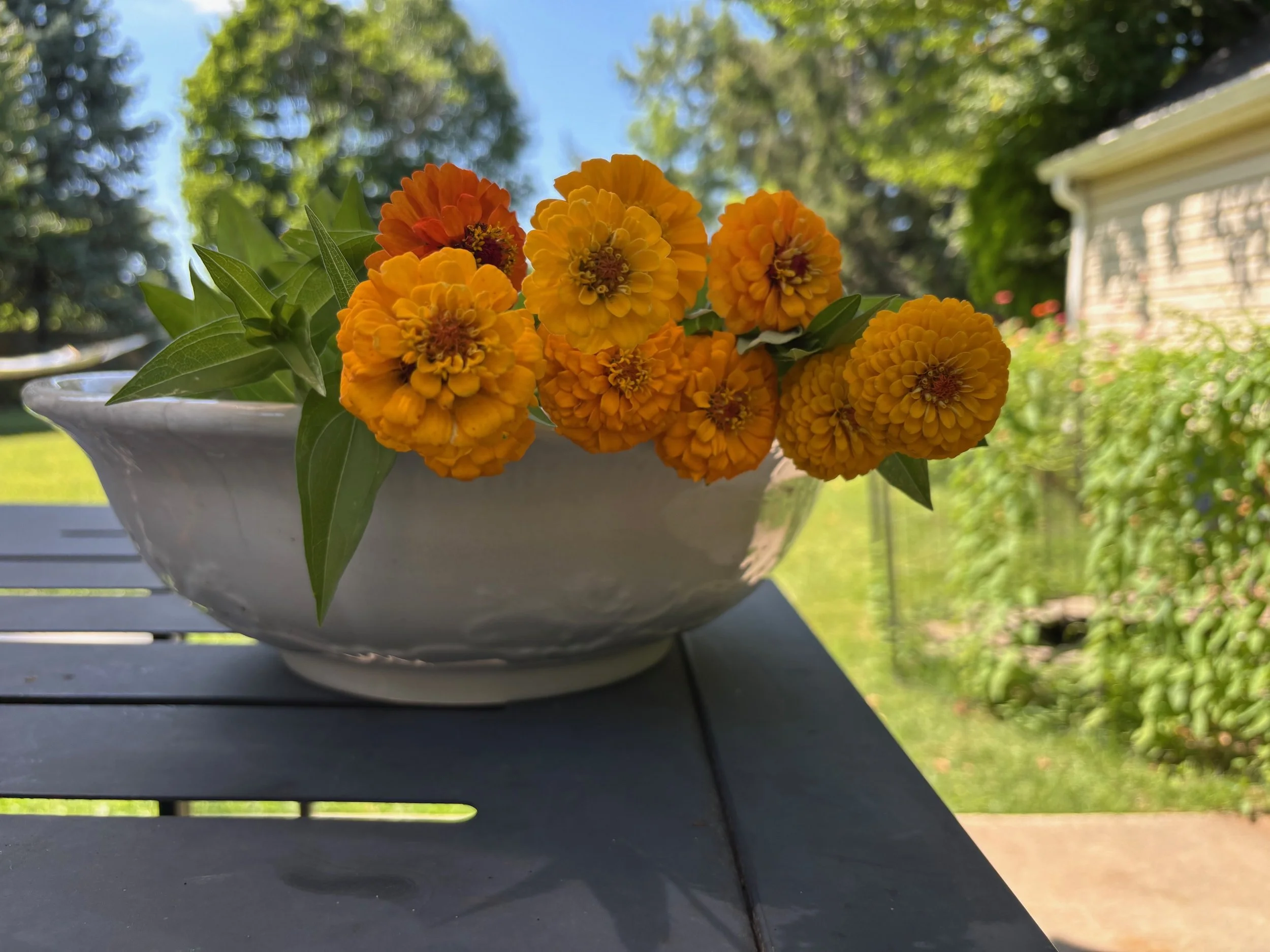 orange zinnias in a bowl for flower arranging.jpeg