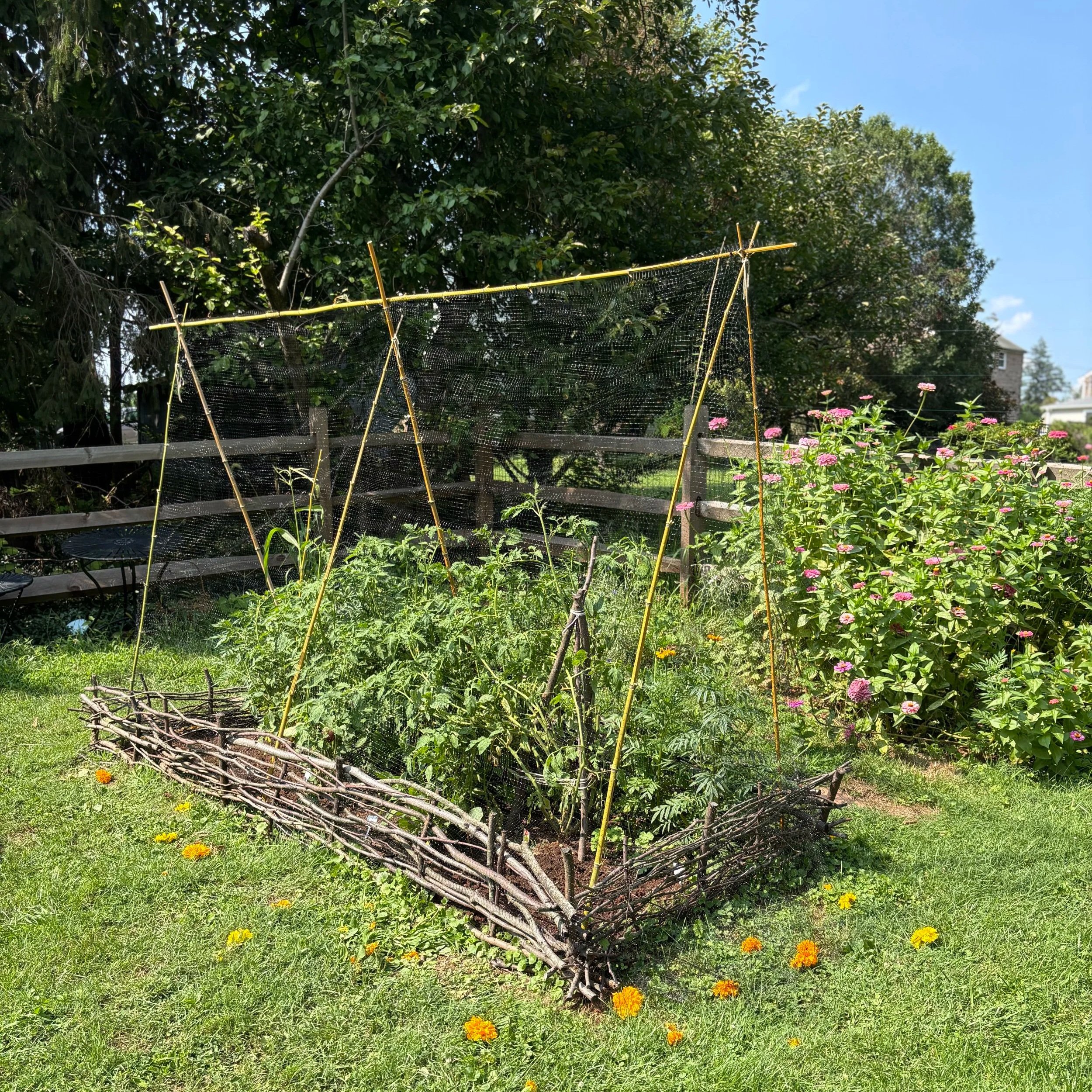 Bamboo poles tied together over a raised vegetable bed and covered with deer netting.