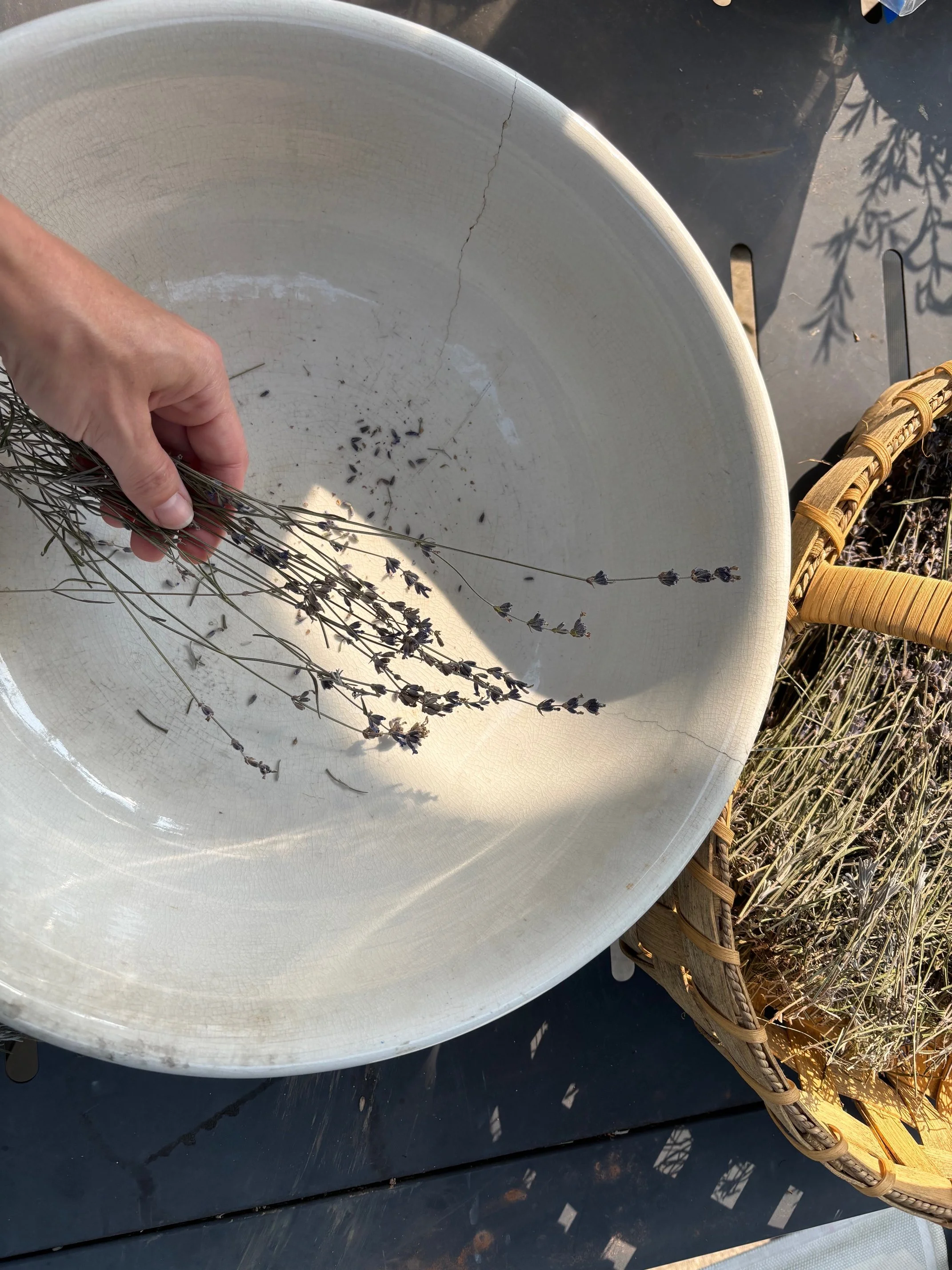sprigs of lavendar going into bowl to be harvested