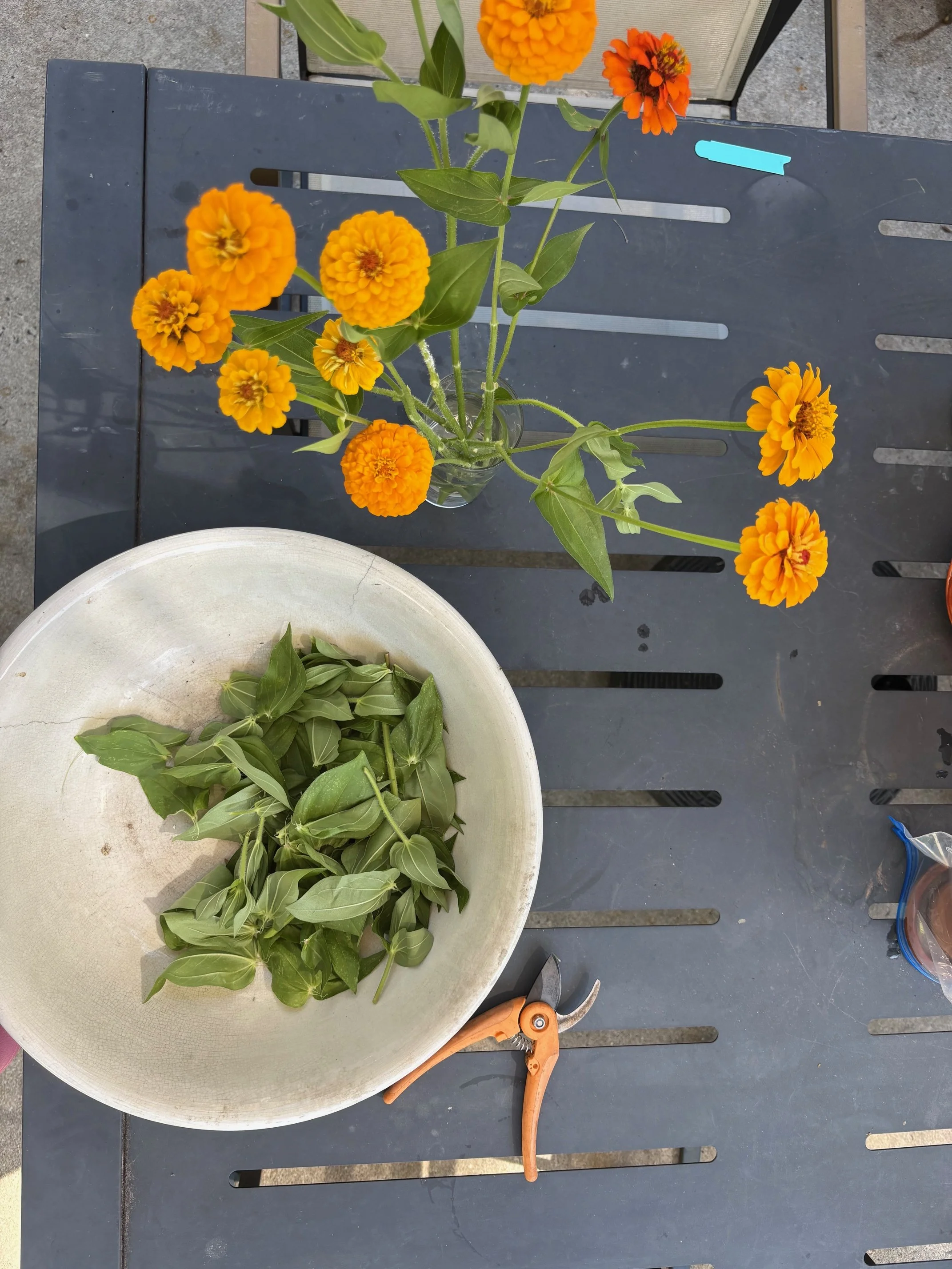 overhead view of cut zinnias and clippers.jpeg