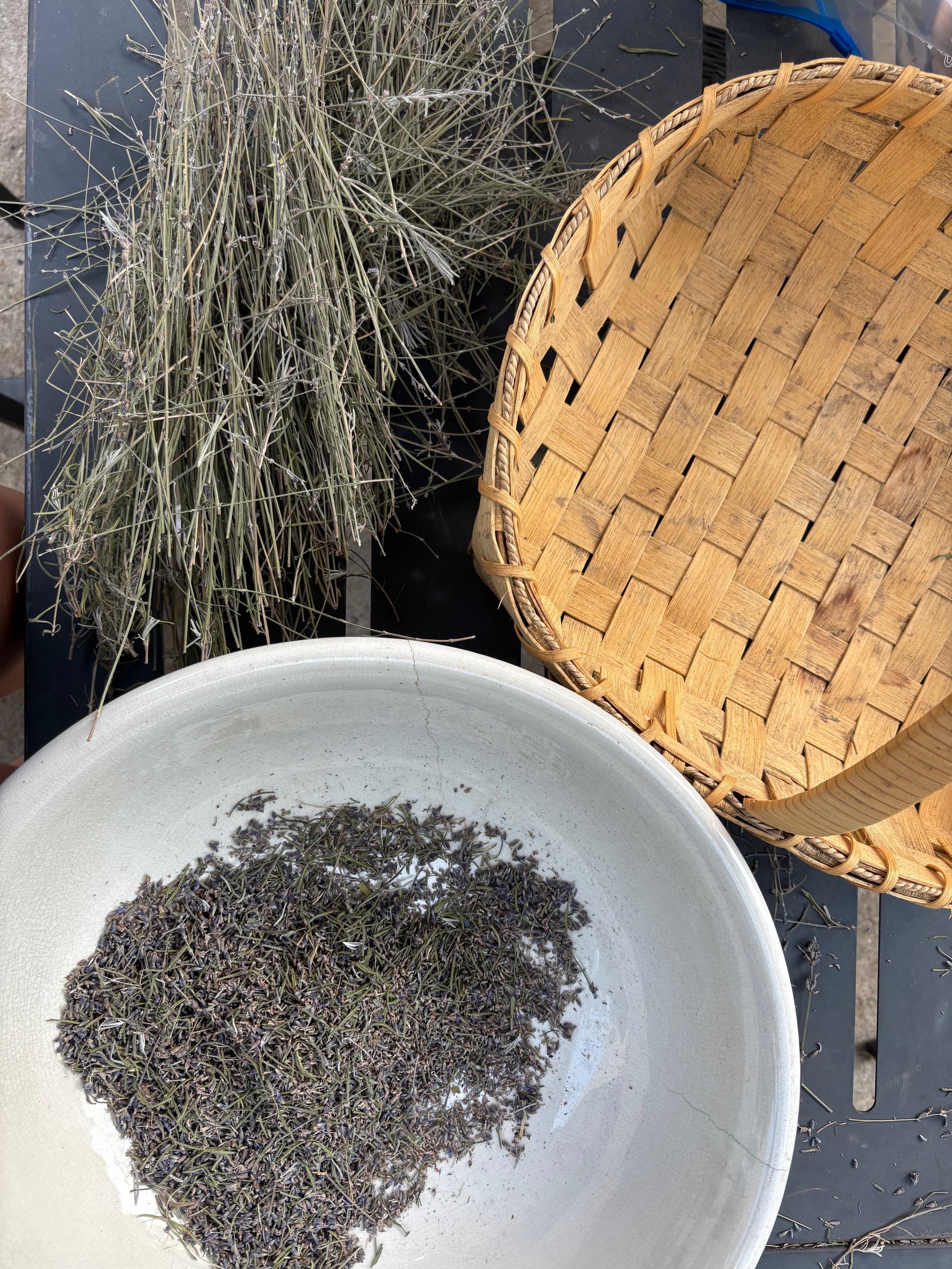 harvested lavendar flowers in a white bowl next to baskest and empty stems.jpeg