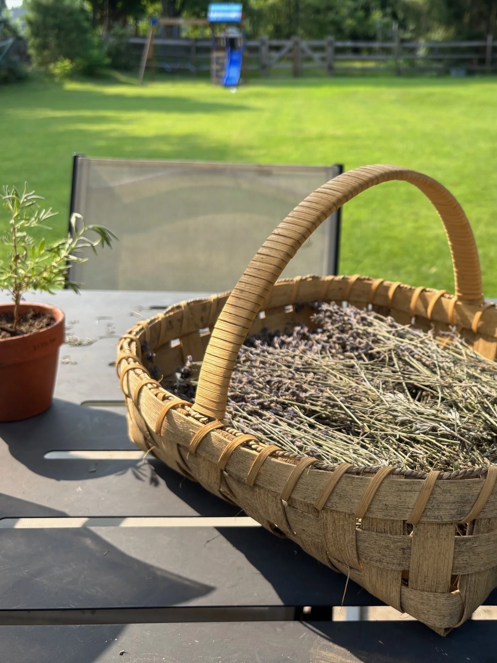 dried lavendar in basket ready to be harvested