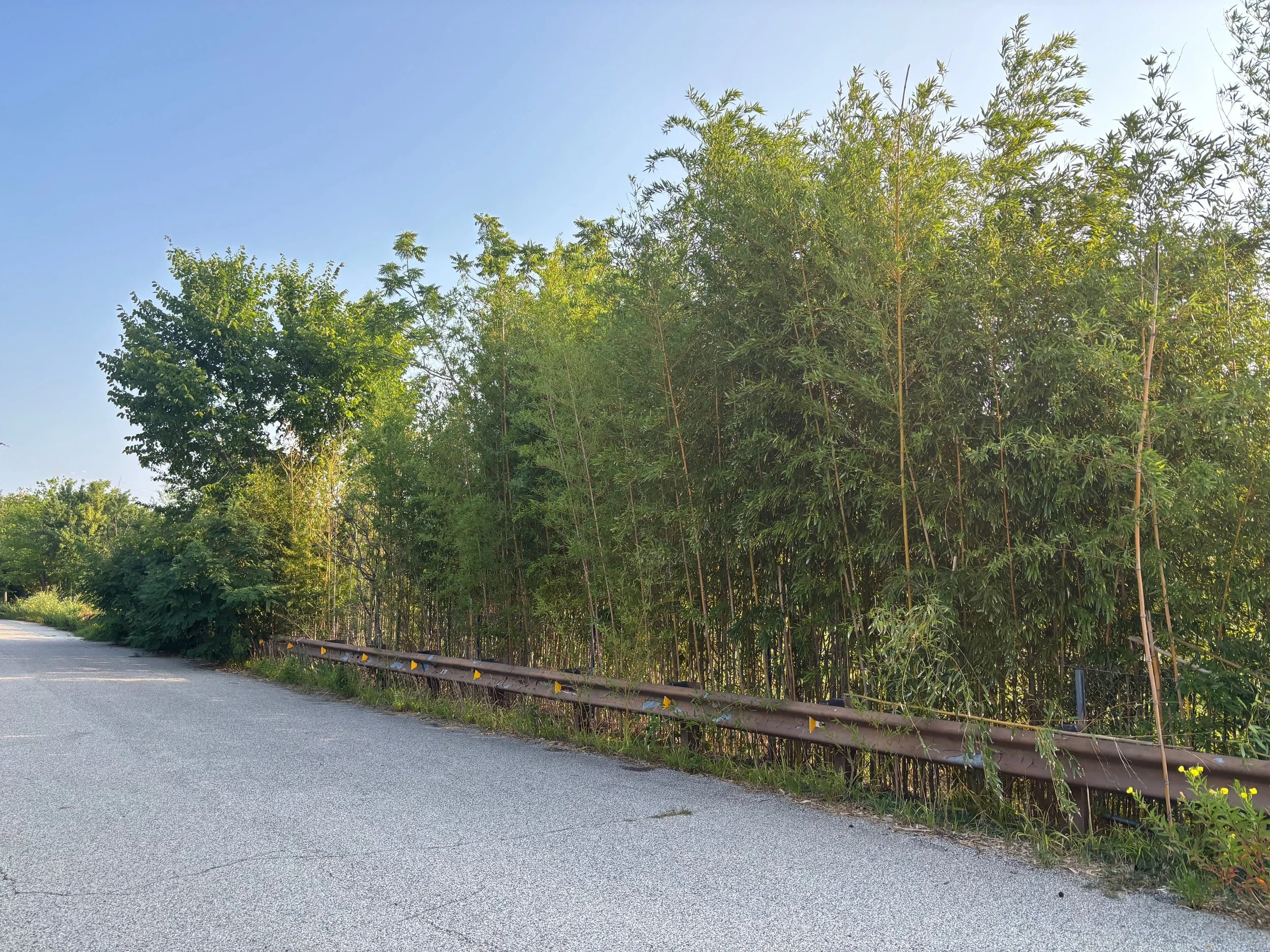 Bamboo growing along side of the road