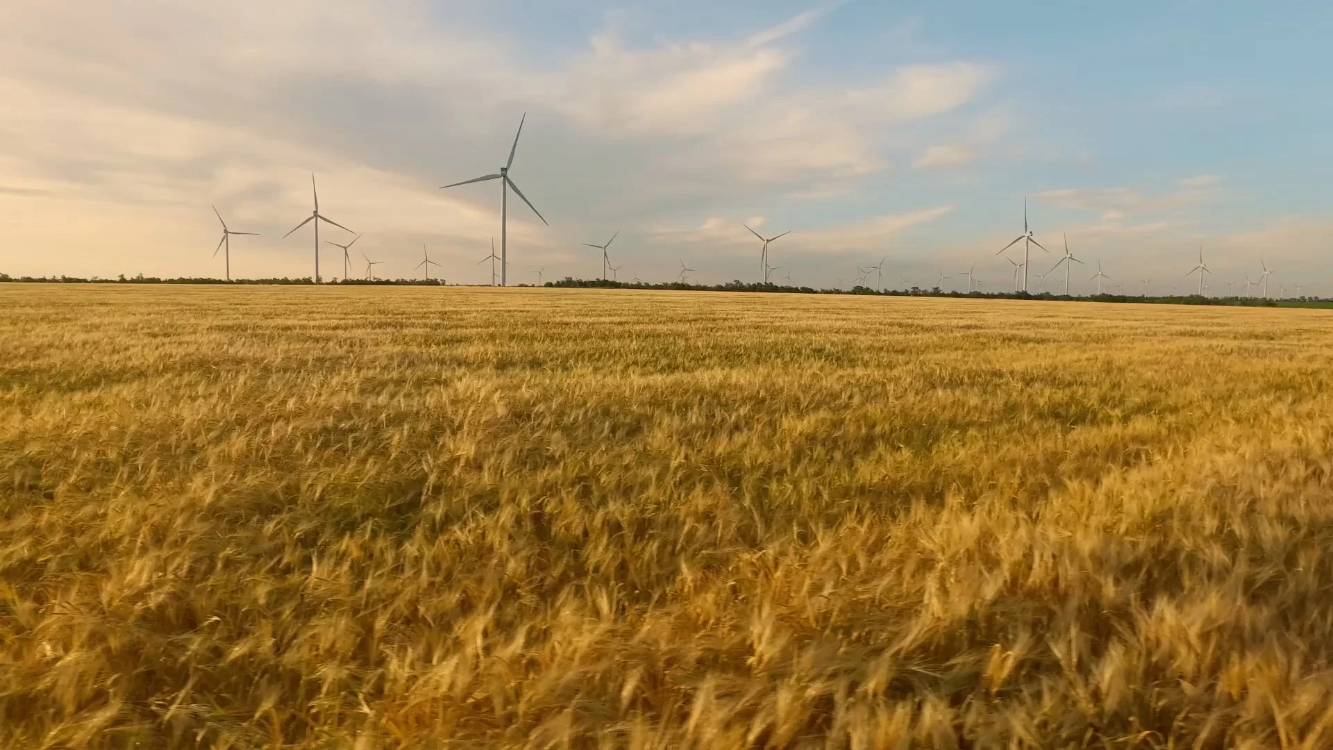 Golden wheat field with a distant row of wind turbines under a partly cloudy sky at sunset.