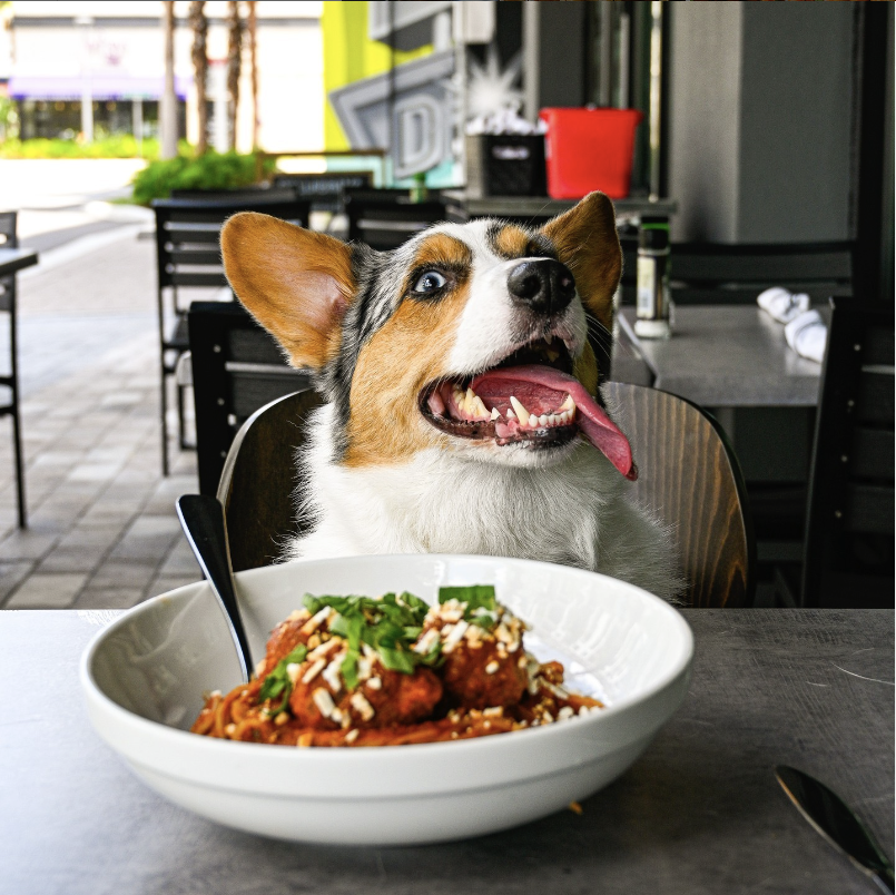 A happy dog sitting at a restaurant table with a bowl of spaghetti and meatballs in front of it.