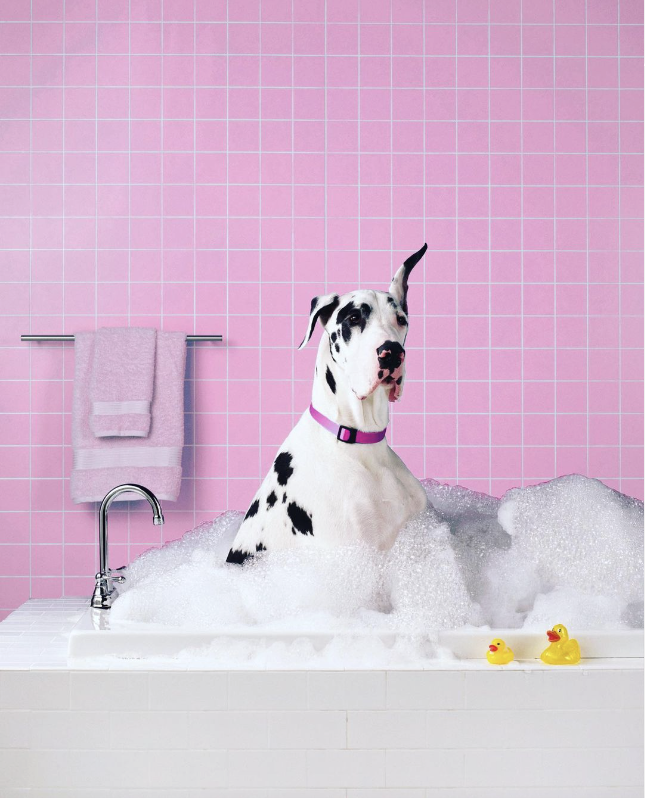 A Dalmatian dog with a purple collar sitting in a pink bubble bath in a pink tiled bathroom with a pink towel hanging on the wall and two yellow rubber duck toys on the bathtub edge.