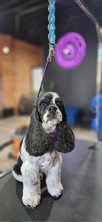 A black and white Cocker Spaniel puppy with long ears sitting on a grooming table at a pet grooming salon.