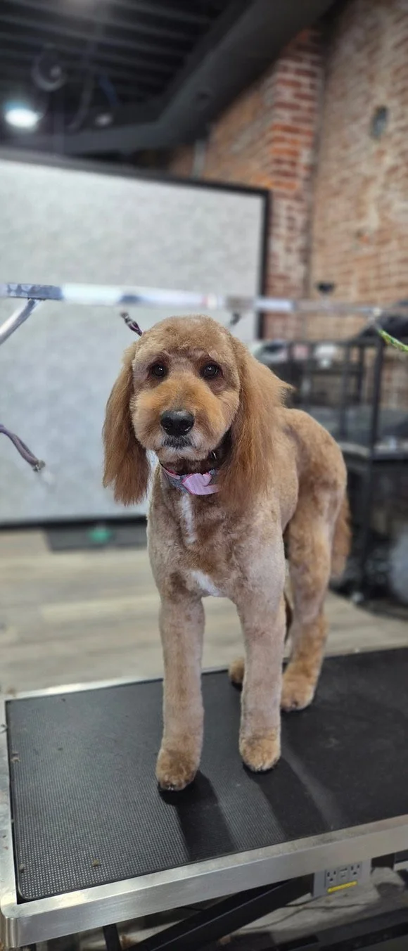 A small dog with a freshly groomed coat standing on a grooming table in a pet grooming salon.