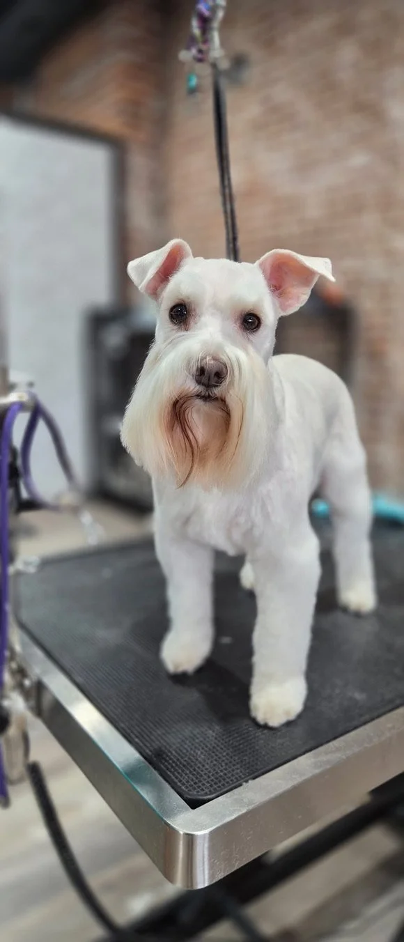 A white dog with groomed fur, standing on a grooming table in a grooming salon.
