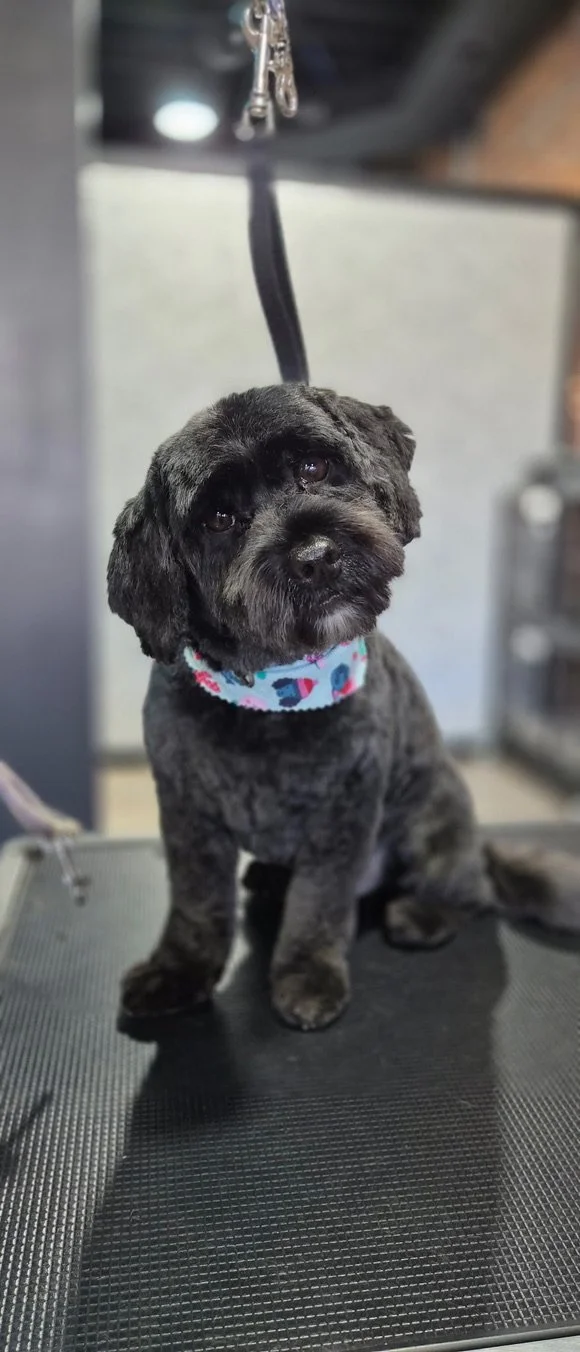 A small black puppy with a floral collar sitting on a grooming table.